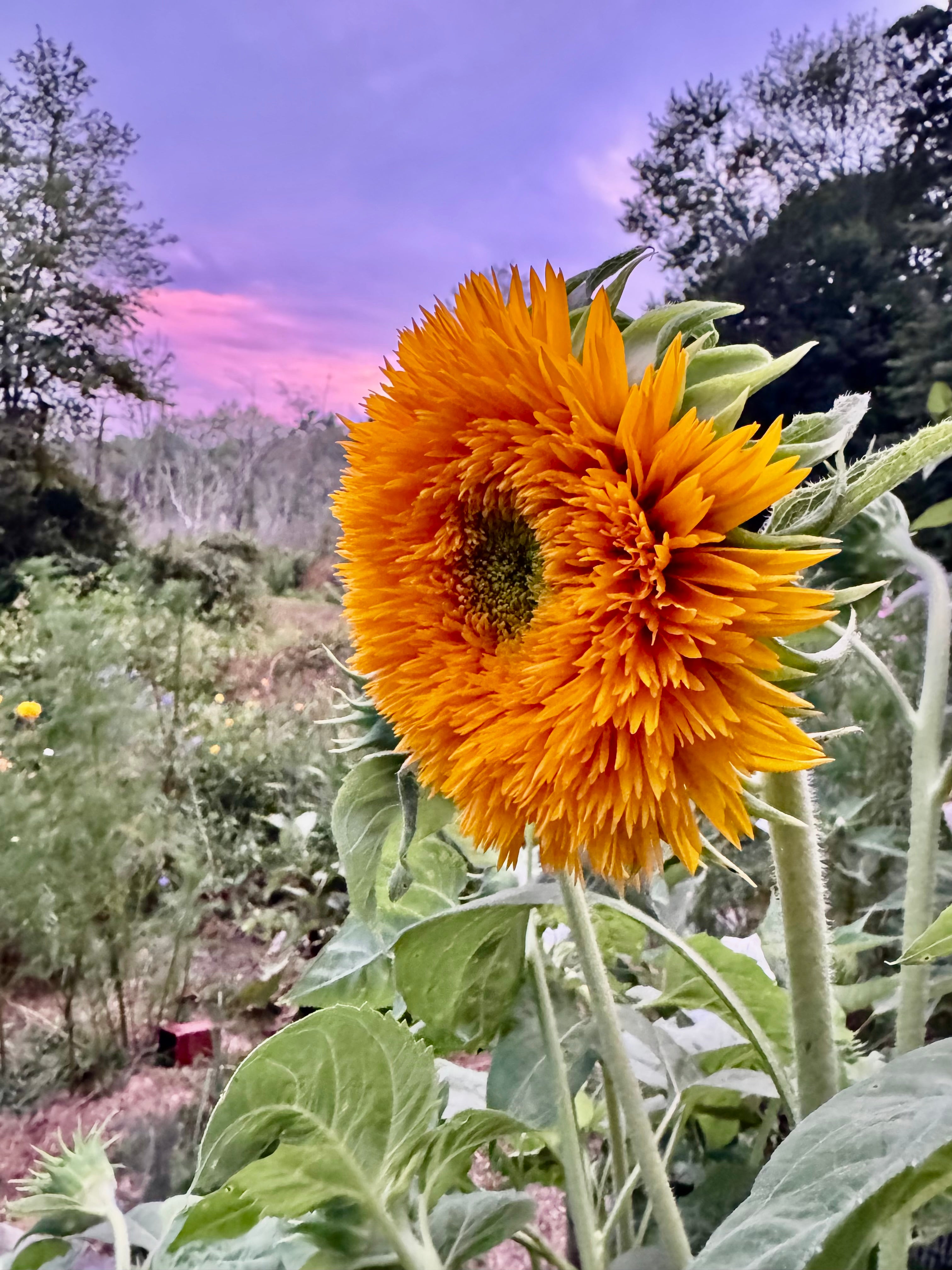 Sungold Tall Sunflower Seeds – 5–6 ft, Fluffy Double Golden Blooms 50 seeds