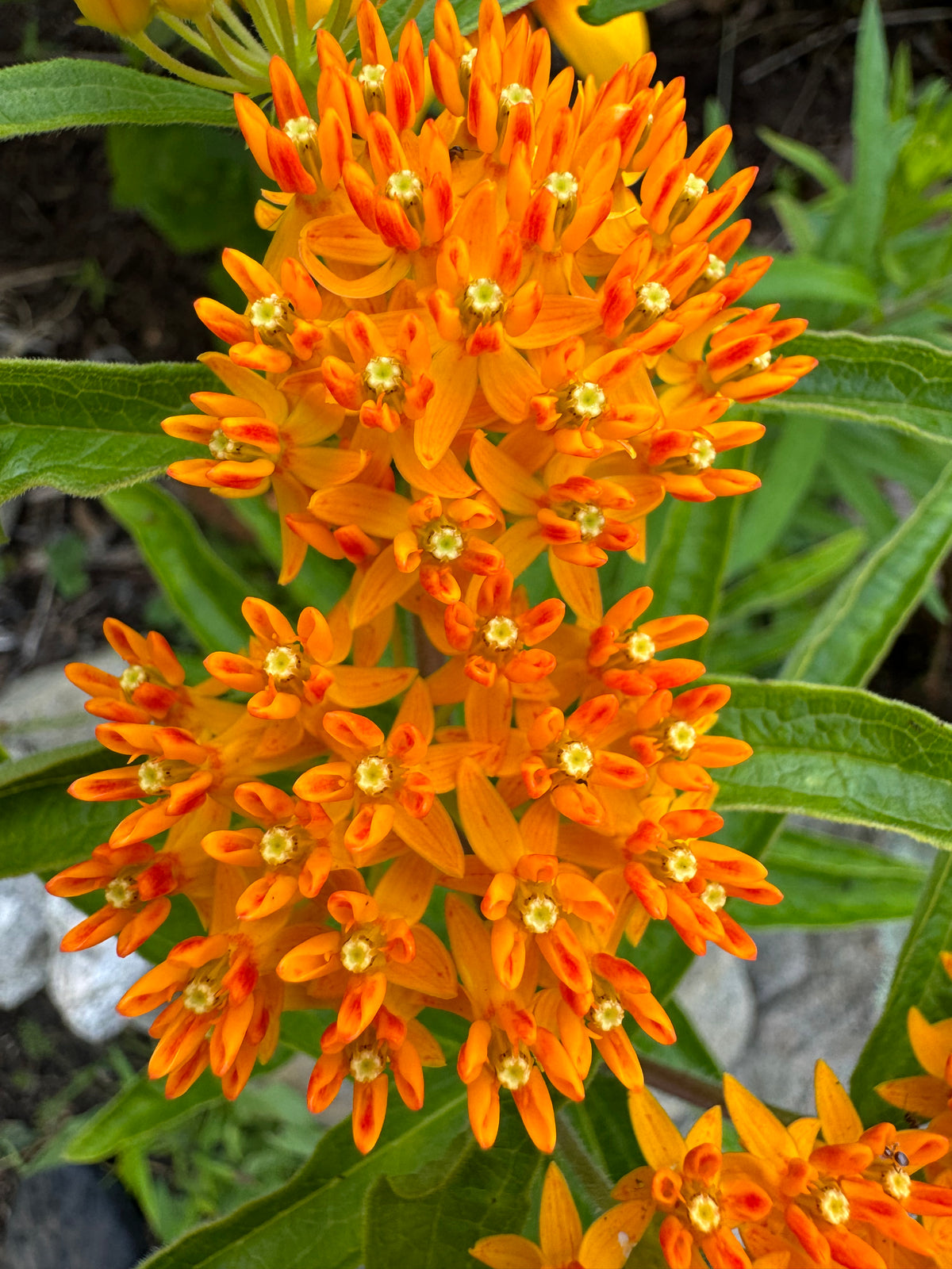 Monarch Butterfly Seed Collection – Milkweed, Zinnia & Mexican Sunflower