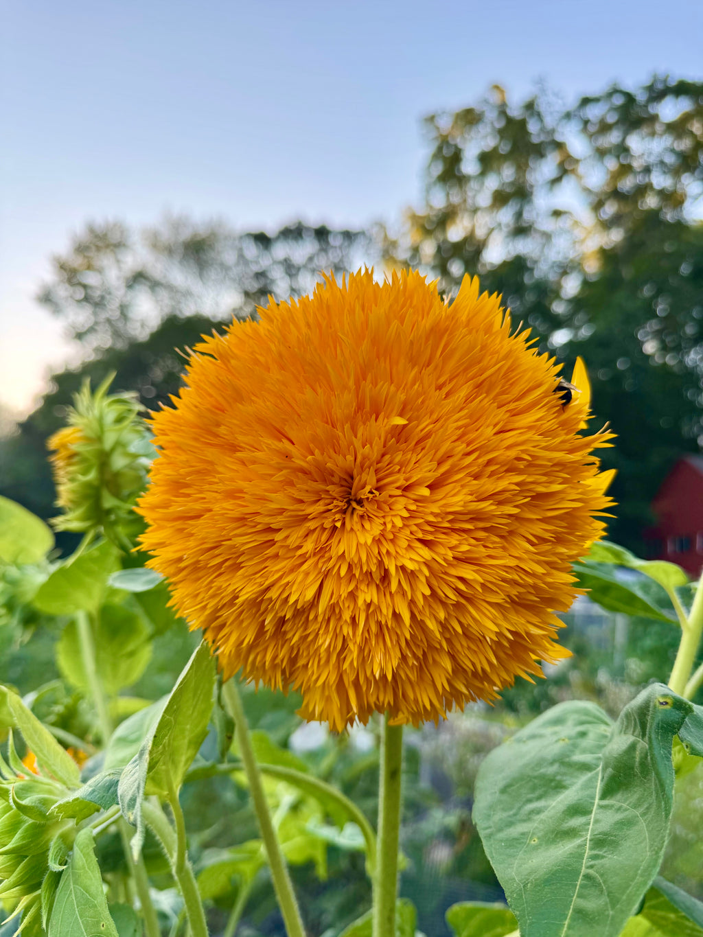 Sungold Tall Sunflower Seeds – 5–6 ft, Fluffy Double Golden Blooms 50 seeds