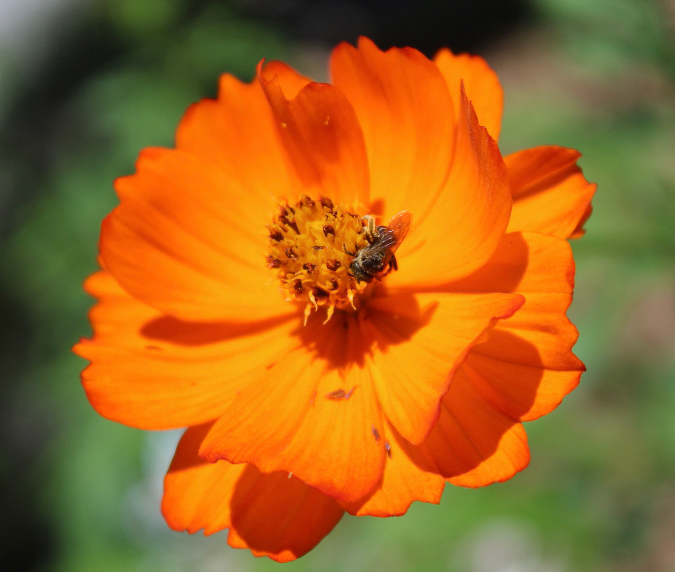 Hummingbird Garden Seed Kit – Mexican Sunflower, Scarlet Zinnia & Orange Cosmos