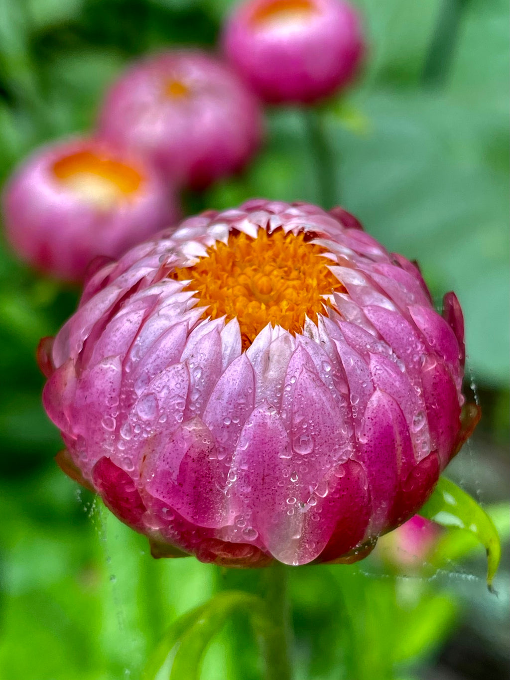 Pink Strawflowers (Everlasting Flowers) 100 Seeds Pink Mix