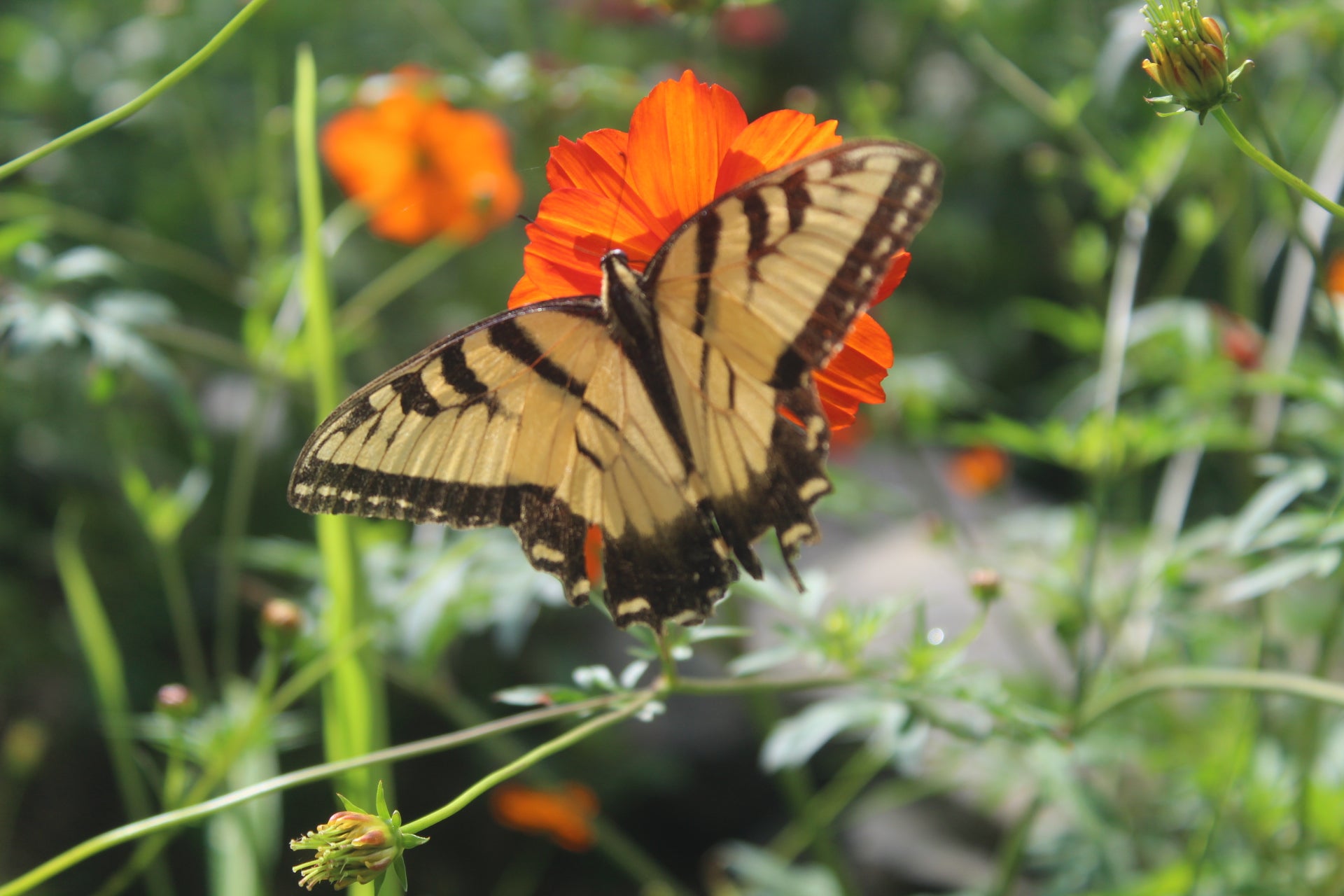 Butterfly Garden Seed Mix – Sunflower, Cosmos & Zinnia Seeds