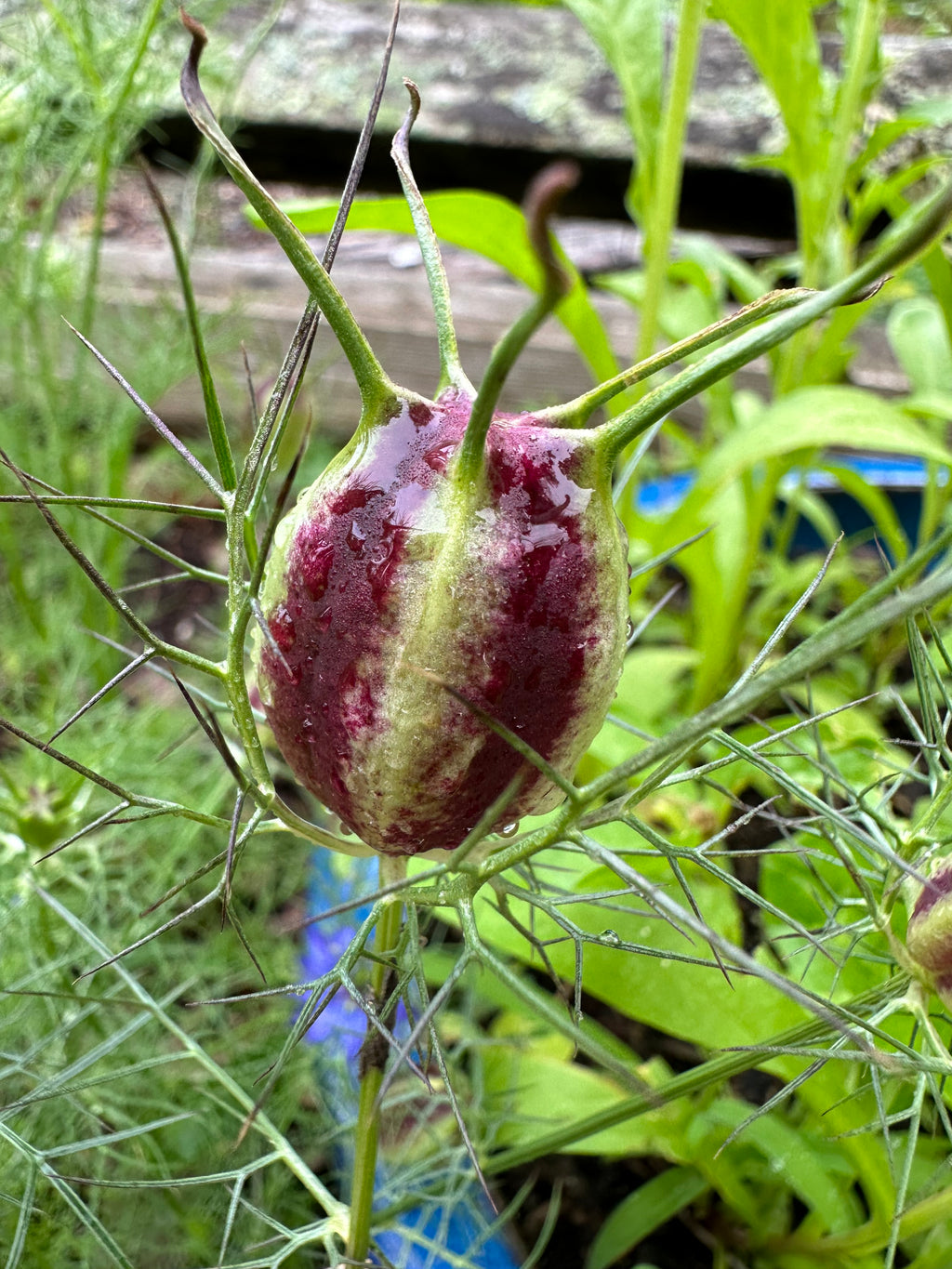 Nigella (Love-in-a-Mist) Seeds –  Annual Flower, Cottage Garden & Container Friendly (100 Seeds)