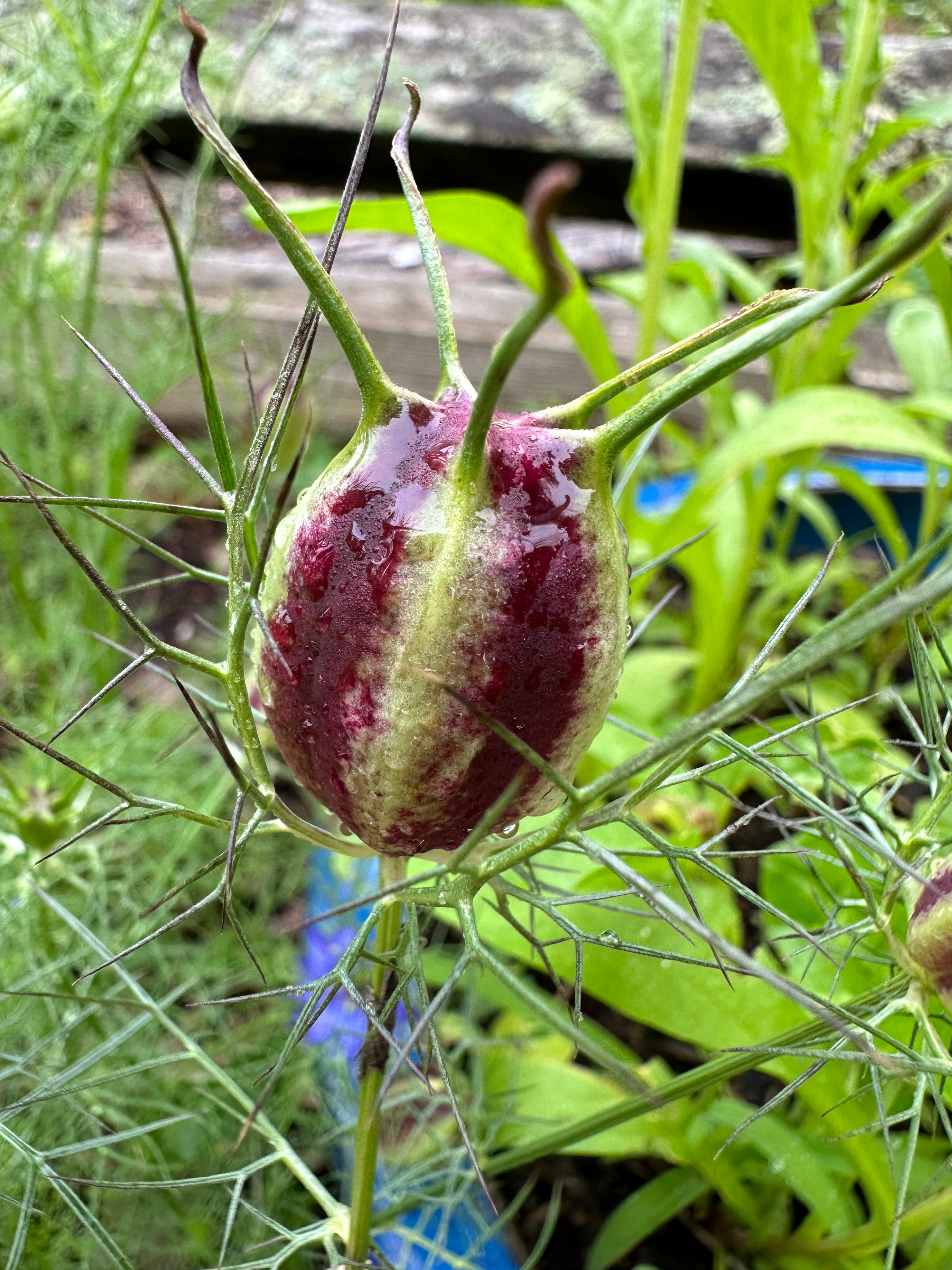 Nigella (Love-in-a-Mist) Seeds –  Annual Flower, Cottage Garden & Container Friendly (100 Seeds)