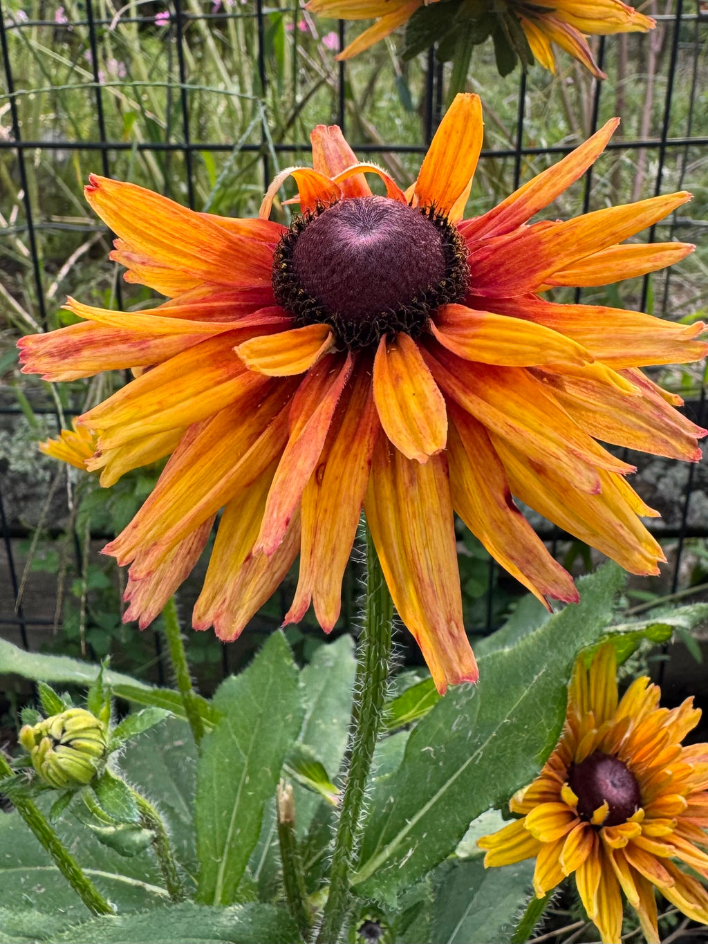 Rudbeckia ‘Sahara’ – Copper & Yellow Mix (50 Seeds)