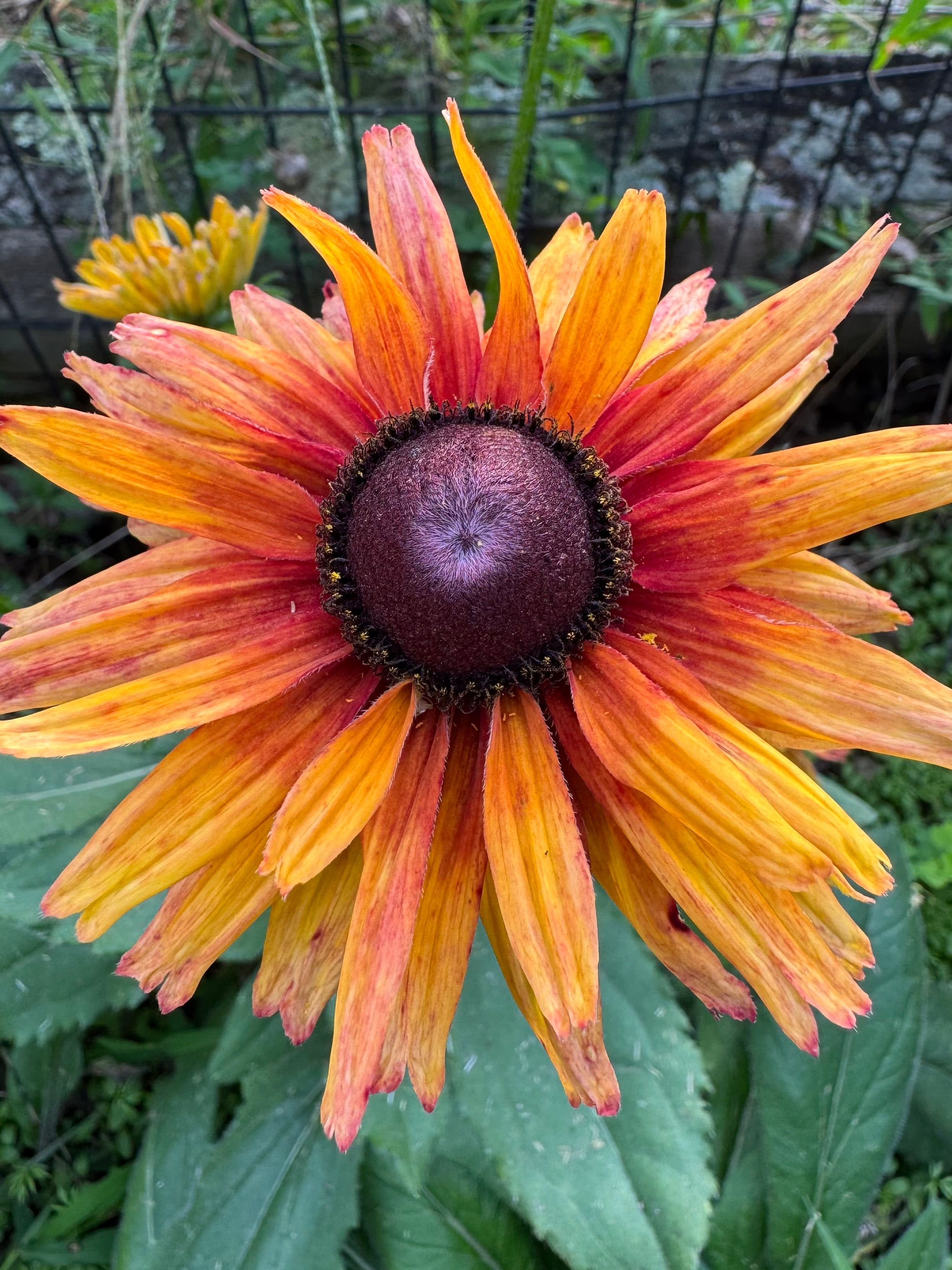 Rudbeckia ‘Sahara’ – Copper & Yellow Mix (50 Seeds)
