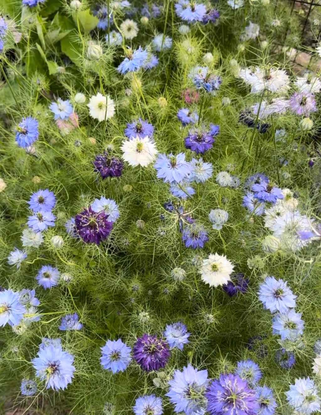 Nigella (Love-in-a-Mist) Seeds –  Annual Flower, Cottage Garden & Container Friendly (100 Seeds)