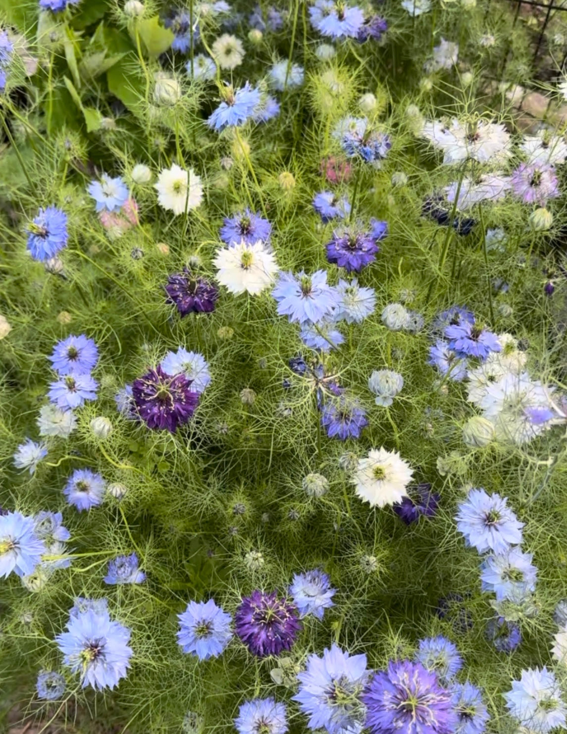 Nigella (Love-in-a-Mist) Seeds –  Annual Flower, Cottage Garden & Container Friendly (100 Seeds)