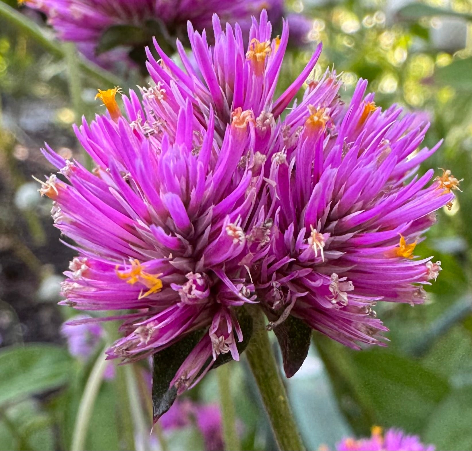 Gomphrena “Fireworks” – Globe Amaranth Flower Seeds