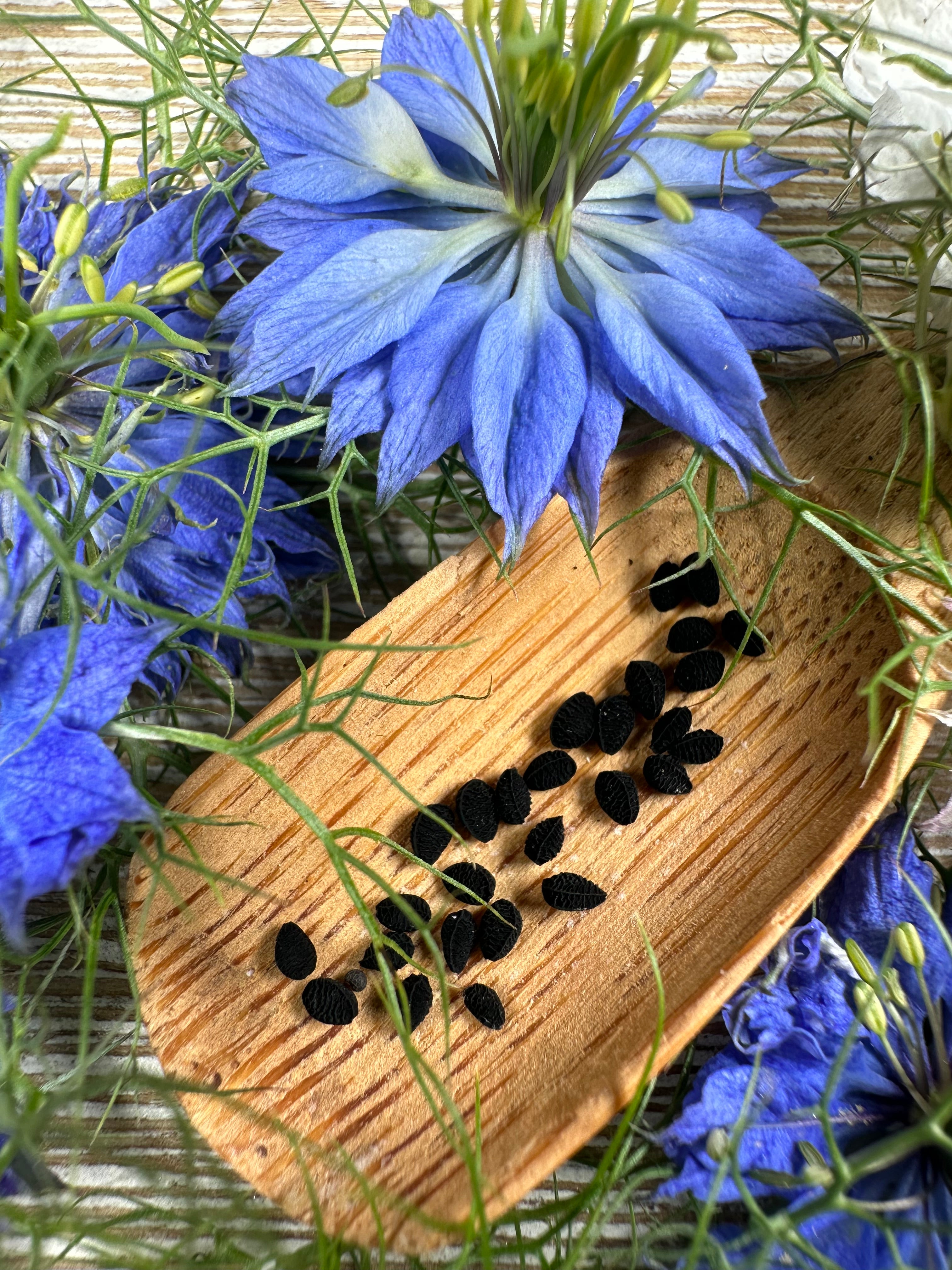 Nigella (Love-in-a-Mist) Seeds –  Annual Flower, Cottage Garden & Container Friendly (100 Seeds)