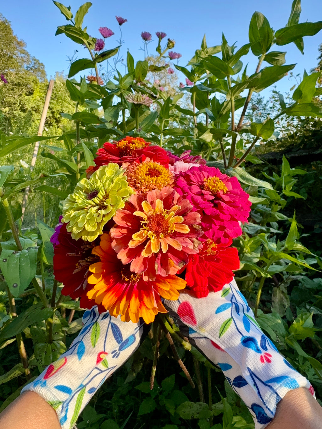 Zinnia Garden Gift Box with Seeds, Gloves & Shears – Flower Seed Kit for Gardeners