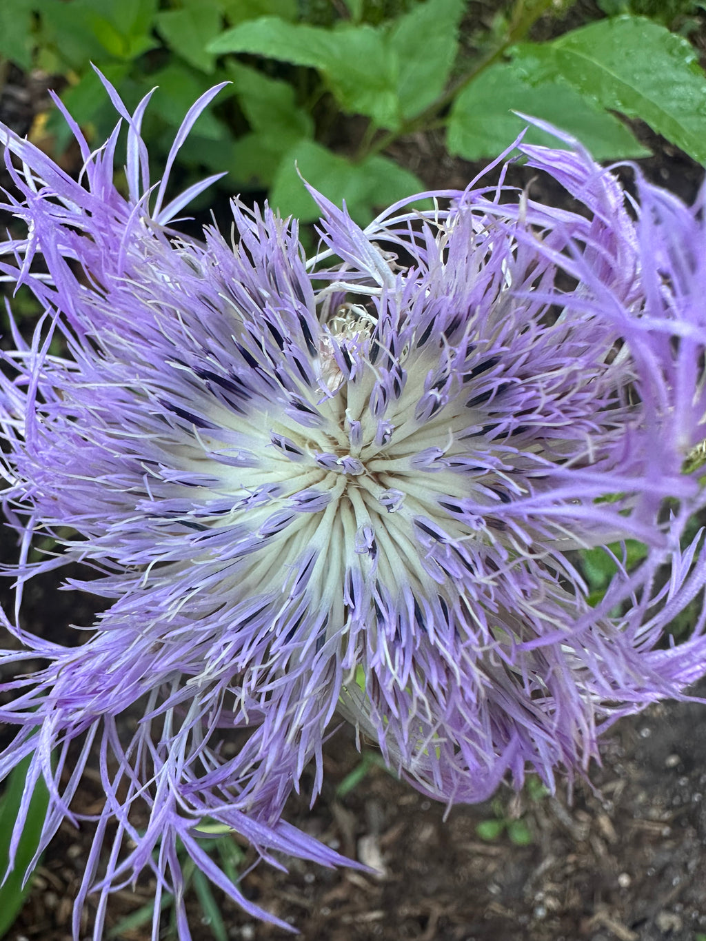 American Basket Flower Seeds (Centaurea americana)