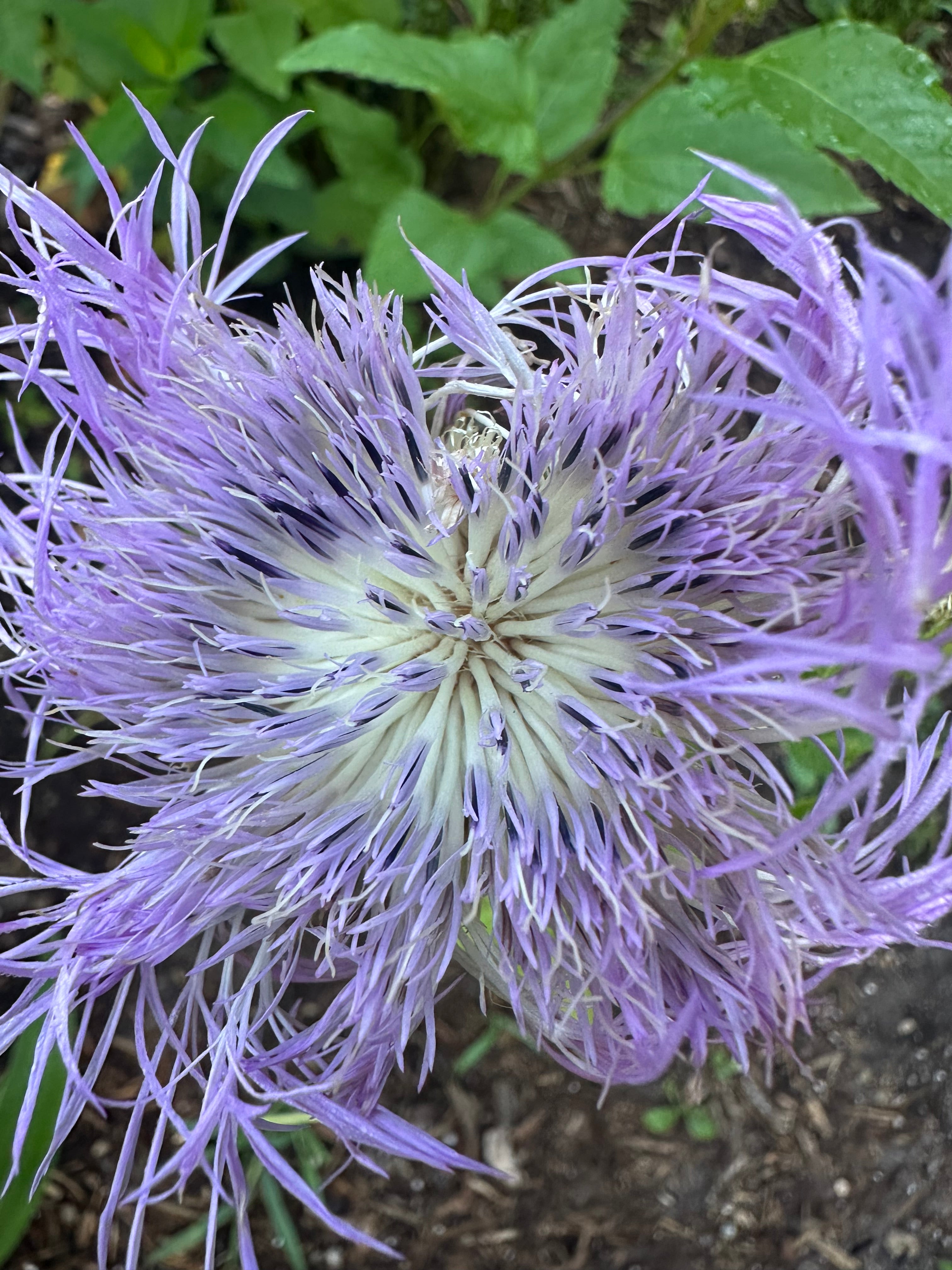 American Basket Flower Seeds (Centaurea americana)