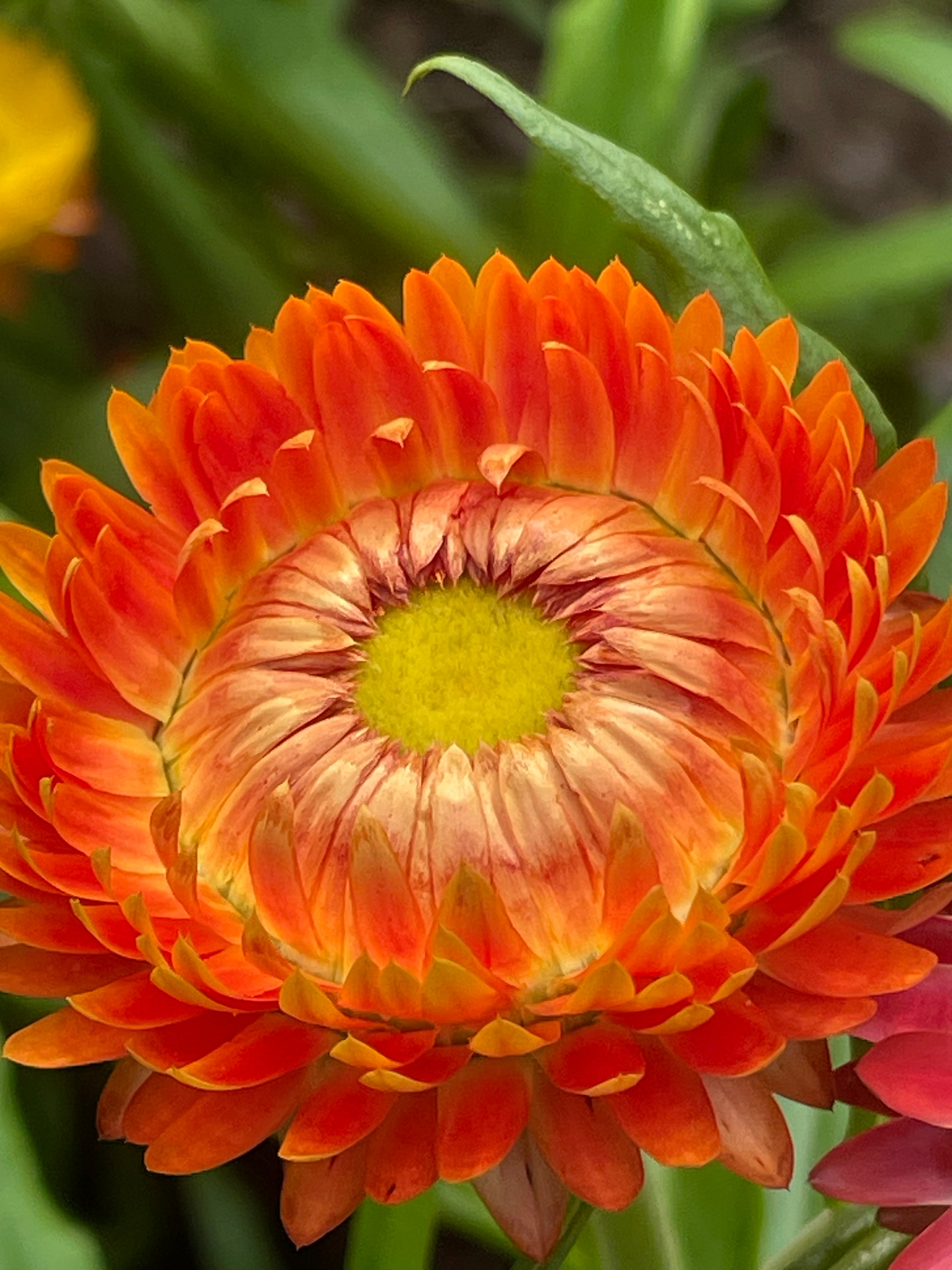 Strawflowers – Everlasting Mix (100 Seeds) Orange and Yellow mix