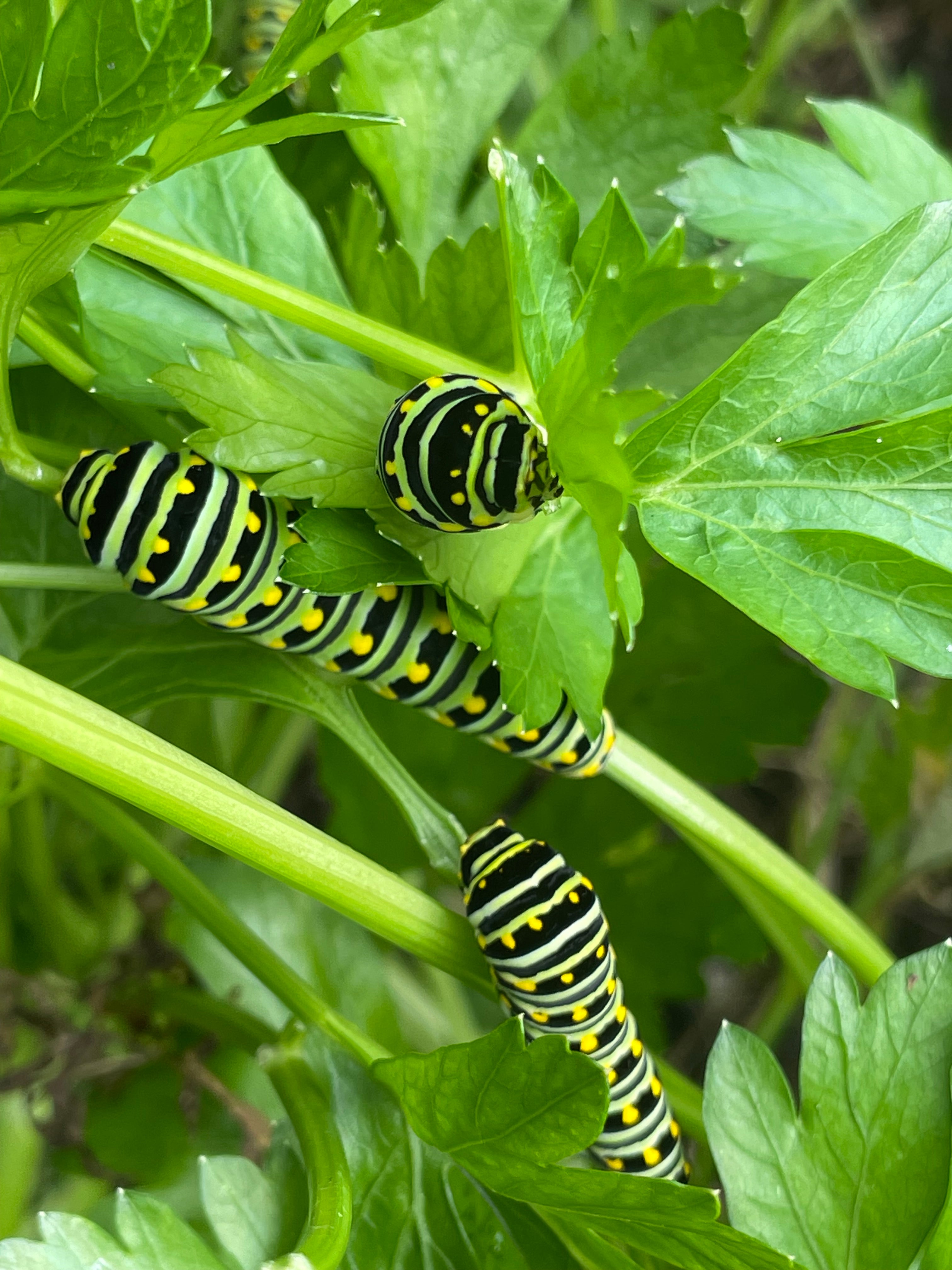 Butterfly Garden Seeds-Black Swallowtail Host Plants