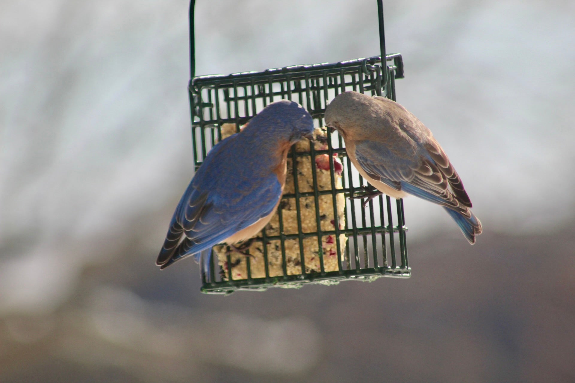 DIY Suet Kit for Birds – Bird Seed Gift Box, Fun Backyard Bird Feeder Kit