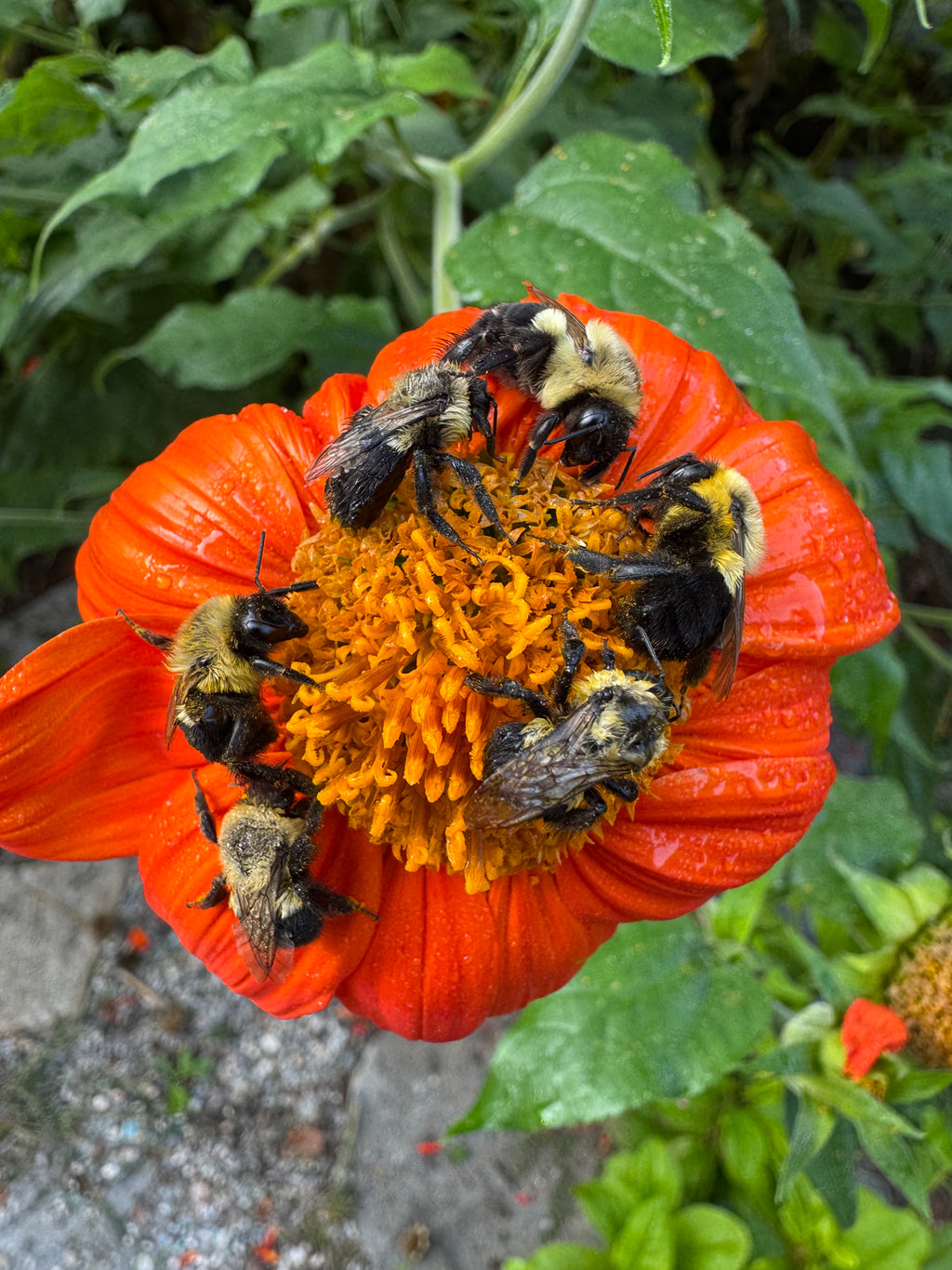 Mexican Sunflower (Tithonia) Seeds – Pollinator & Butterfly Garden Flower