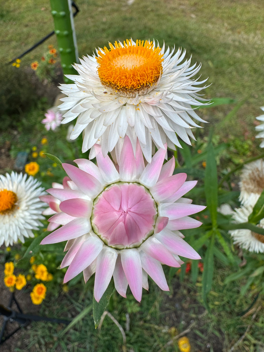 Pink Strawflowers (Everlasting Flowers) 100 Seeds Pink Mix