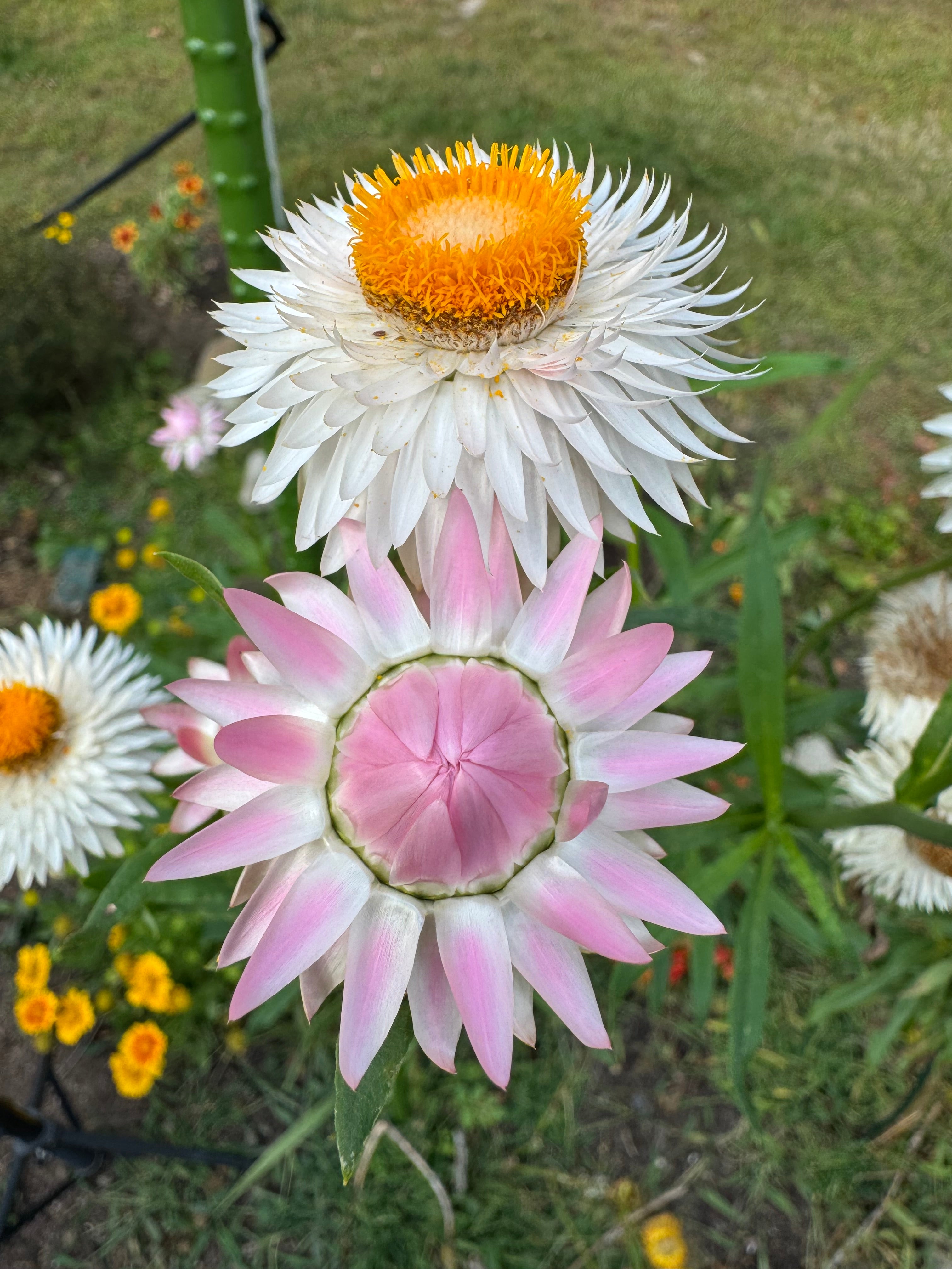 Pink Strawflowers (Everlasting Flowers) 100 Seeds Pink Mix