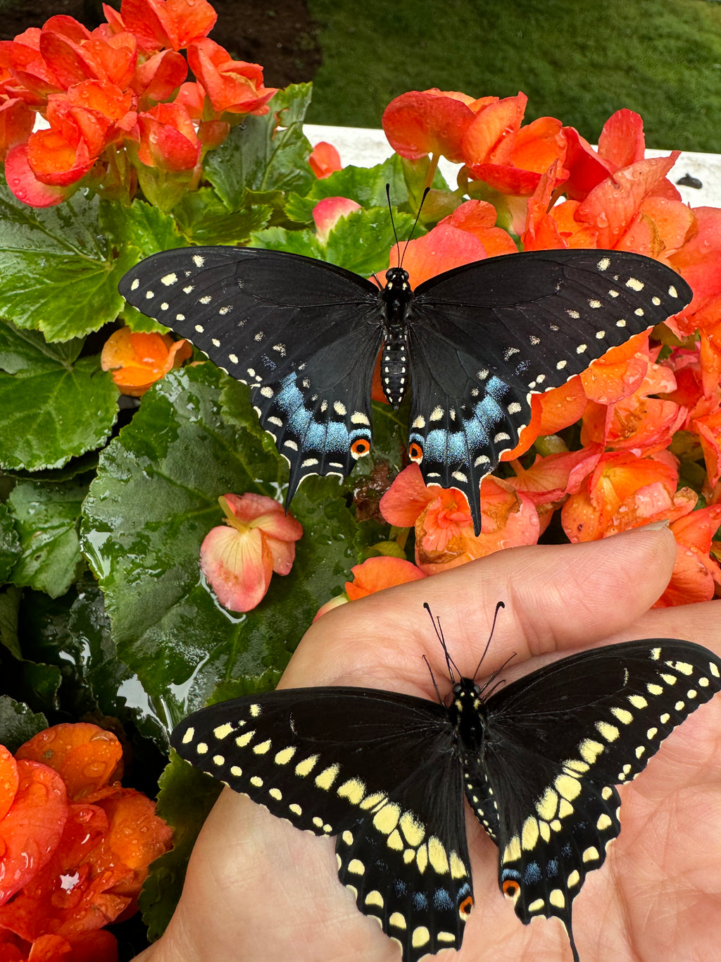 Butterfly Garden Seeds-Black Swallowtail Host Plants