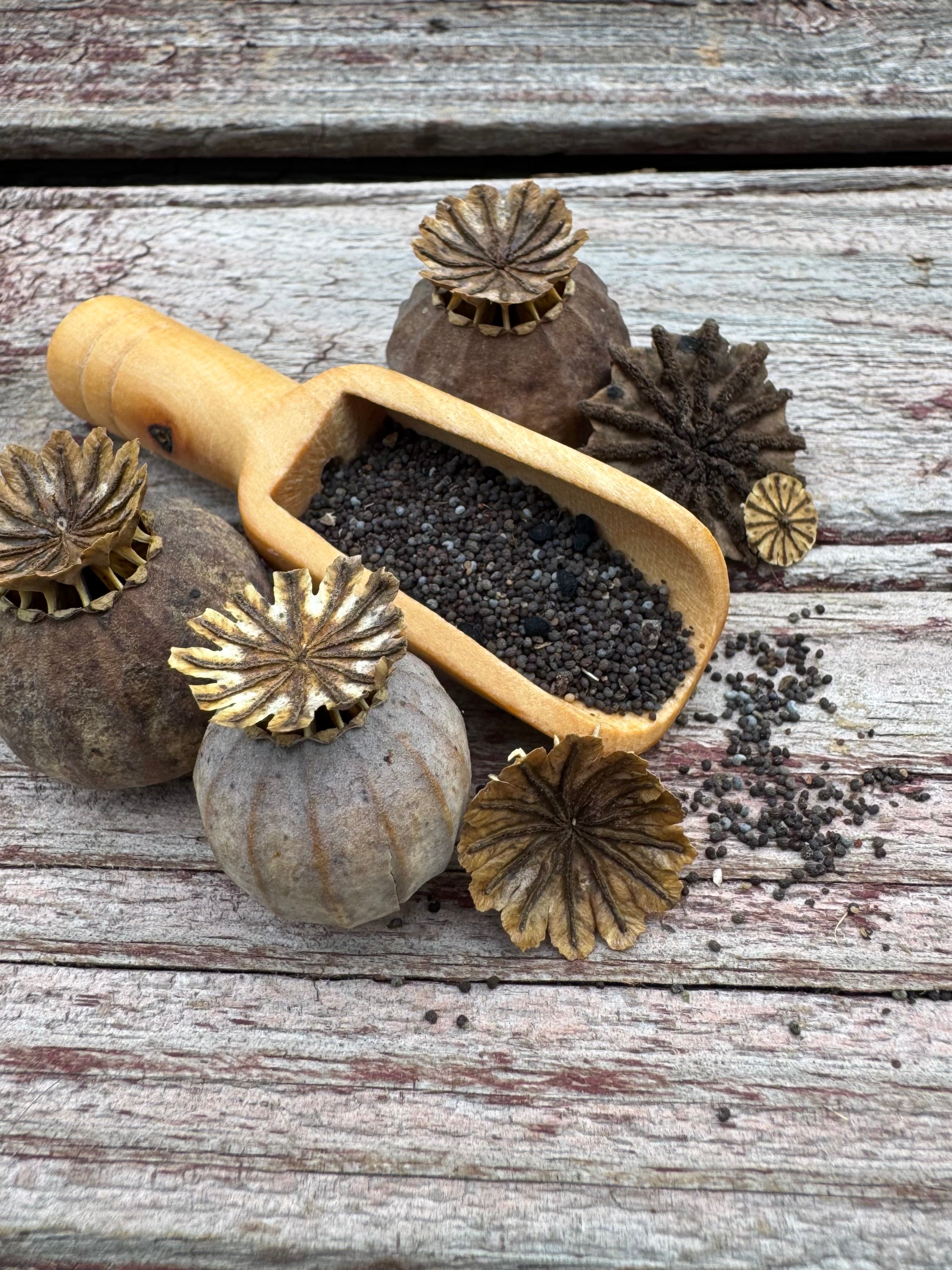 Mixed Poppy Seeds — Random Variety Blend