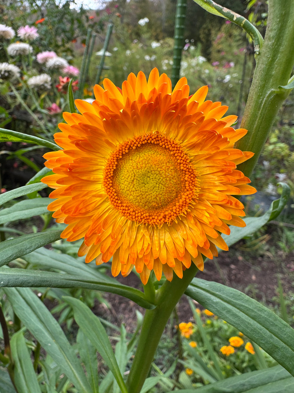 Strawflowers – Everlasting Mix (100 Seeds) Orange and Yellow mix