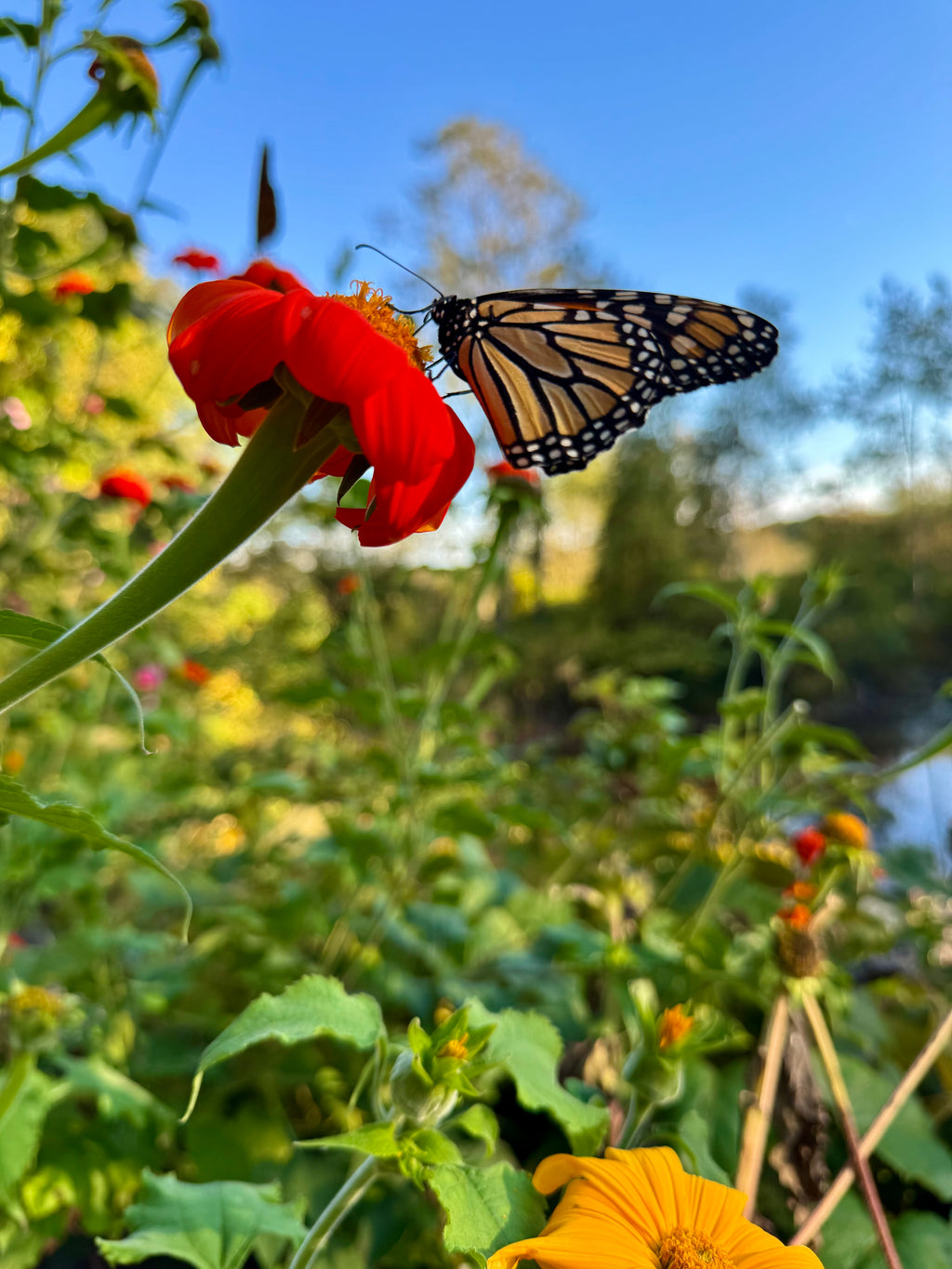 Monarch Butterfly Seed Collection – Milkweed, Zinnia & Mexican Sunflower