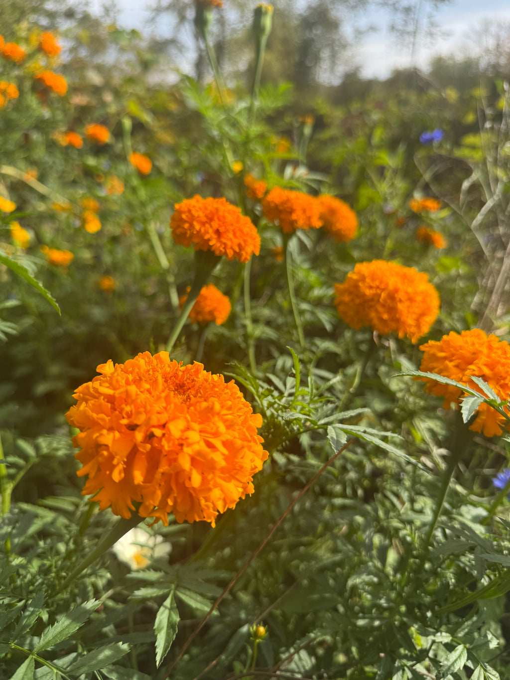 Ladybug Garden Seed Kit – Attract Beneficial Ladybugs Naturally