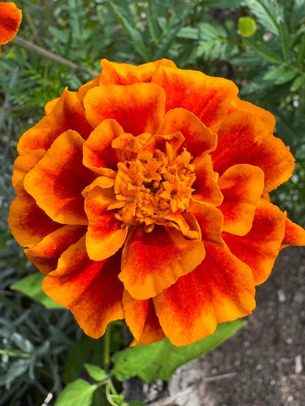 Kids’ Garden Seed Kit – Easy-Grow Peas, Marigolds & Sunflowers