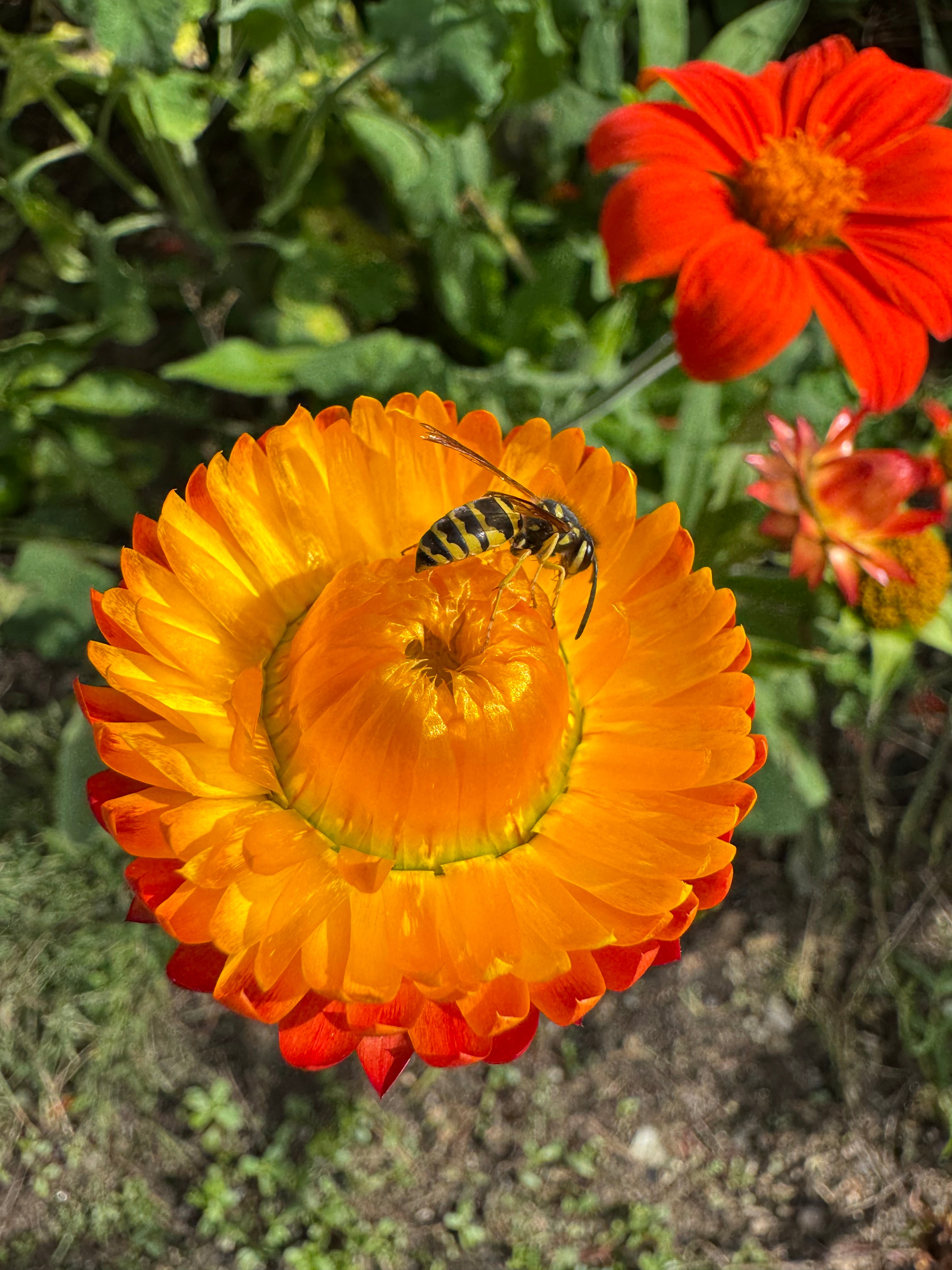 Strawflowers – Everlasting Mix (100 Seeds) Orange and Yellow mix