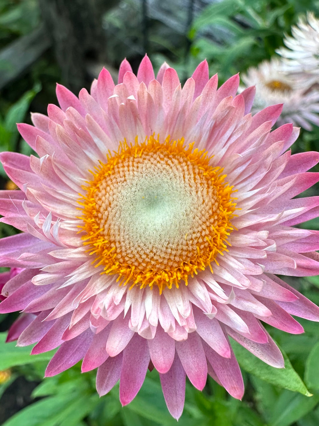 Pink Strawflowers (Everlasting Flowers) 100 Seeds Pink Mix