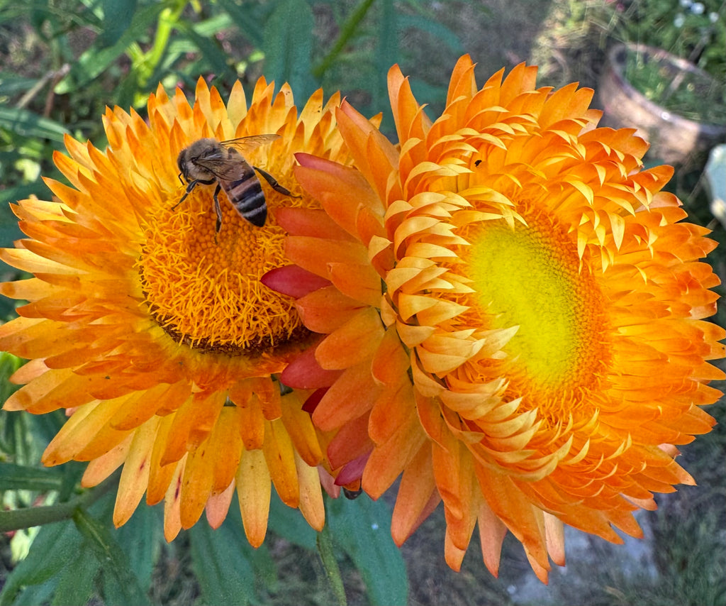 Strawflowers – Everlasting Mix (100 Seeds) Orange and Yellow mix