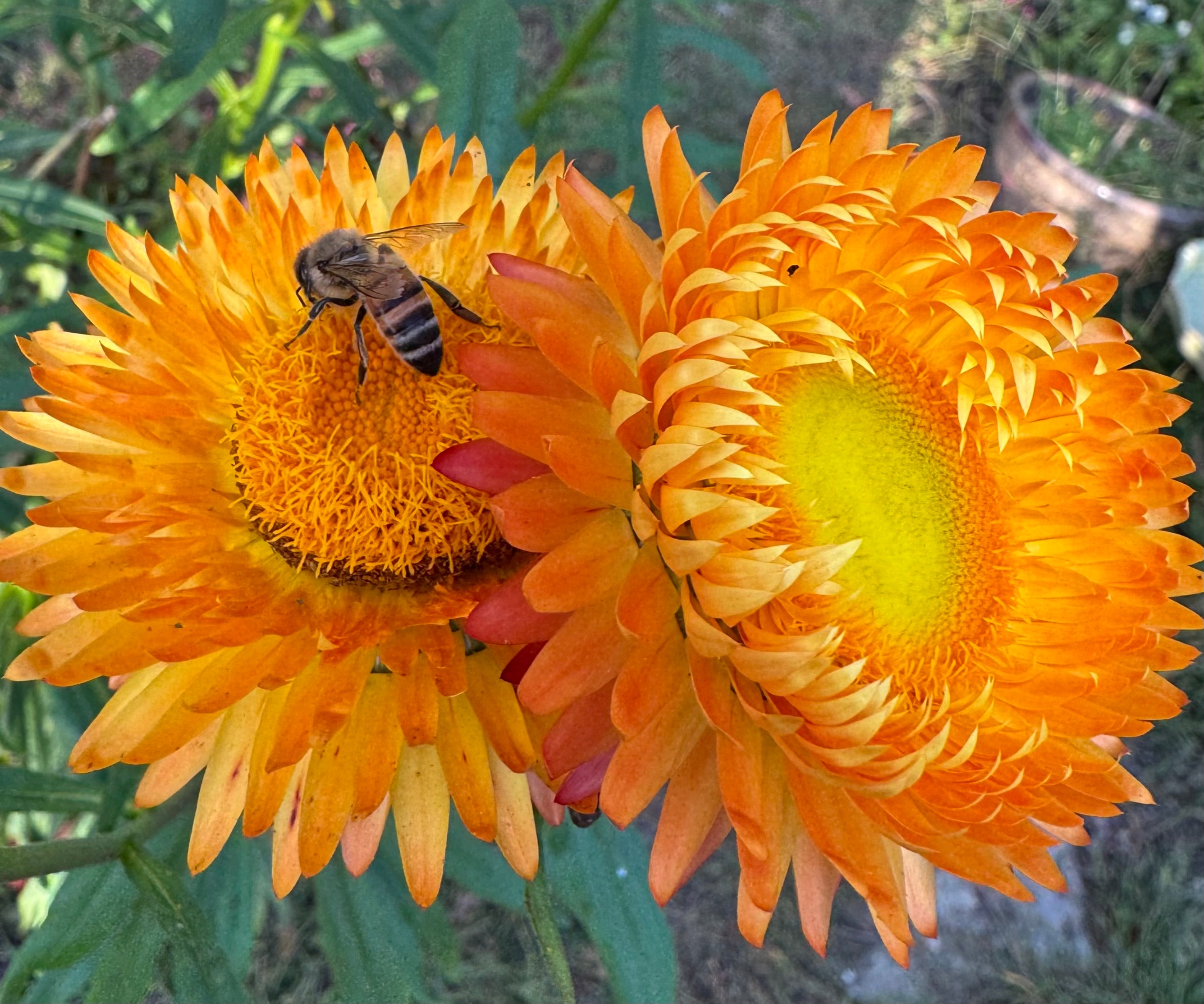Strawflowers – Everlasting Mix (100 Seeds) Orange and Yellow mix
