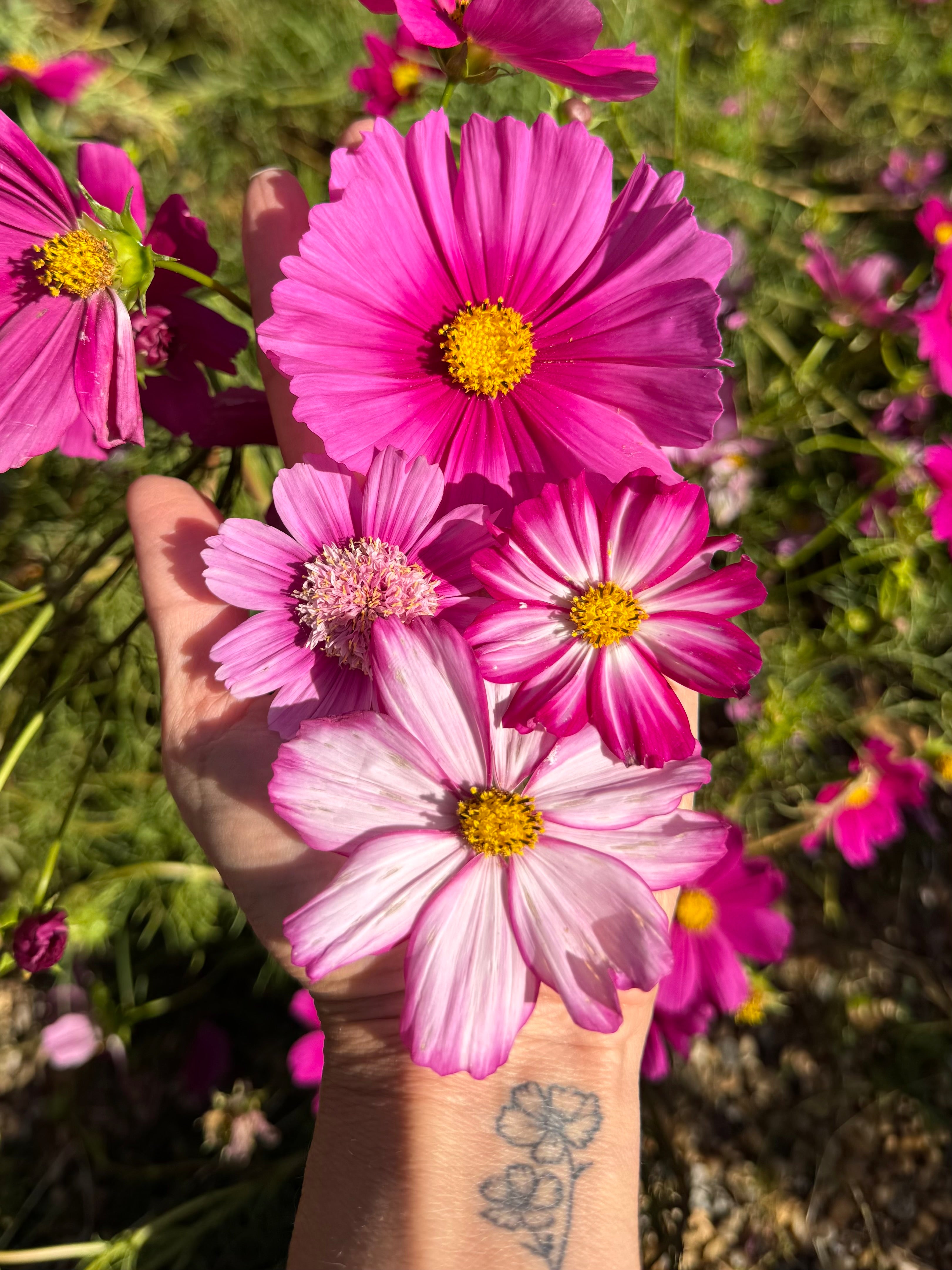 Cosmos — Pink Shades 50 Seed