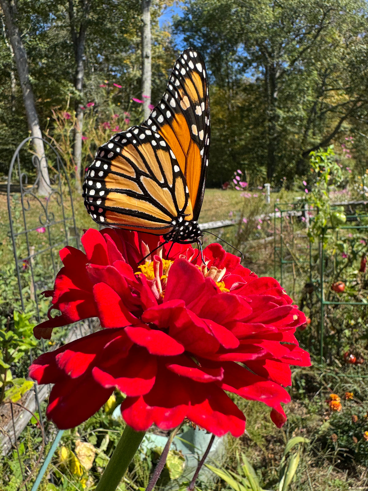 Monarch Butterfly Seed Collection – Milkweed, Zinnia & Mexican Sunflower