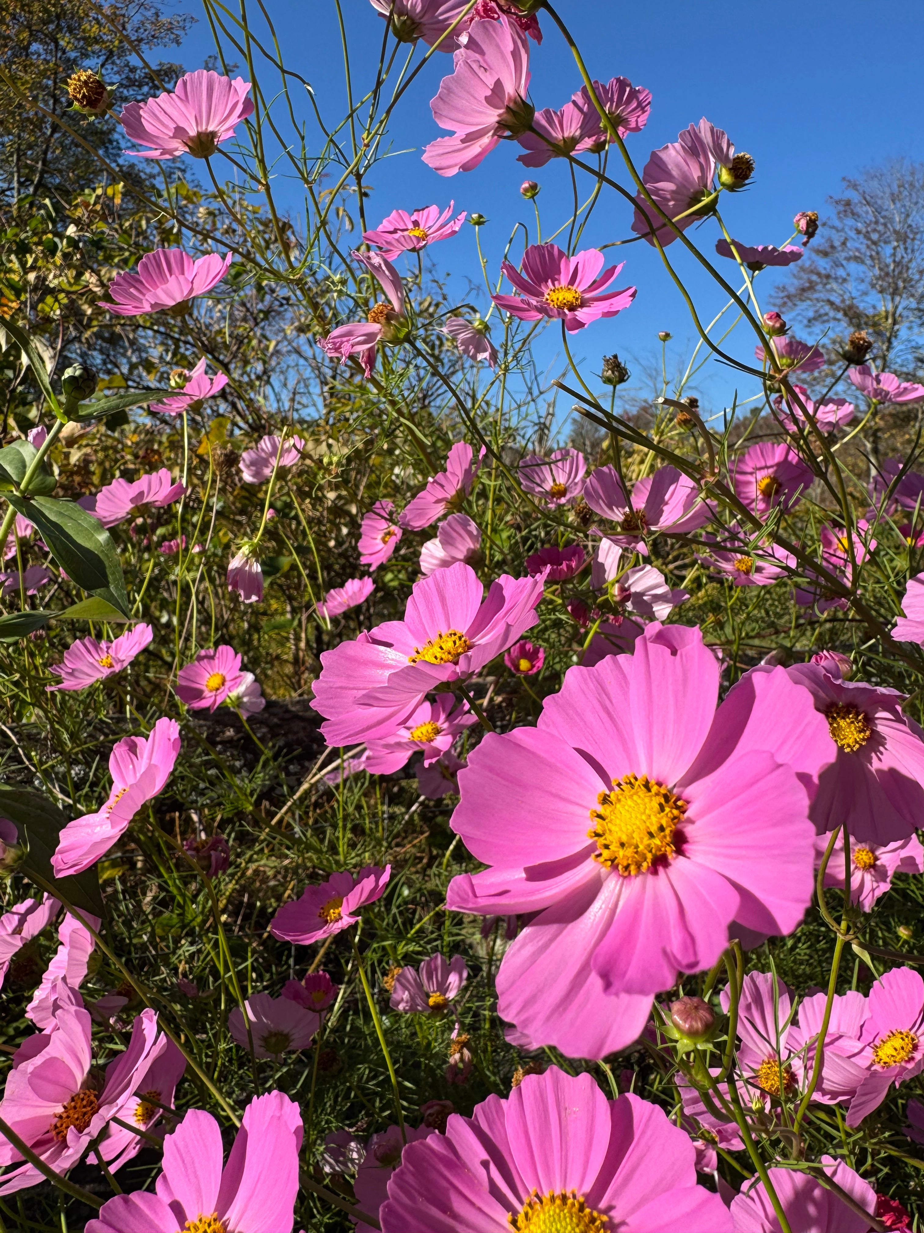 Cosmos — Pink Shades 50 Seed