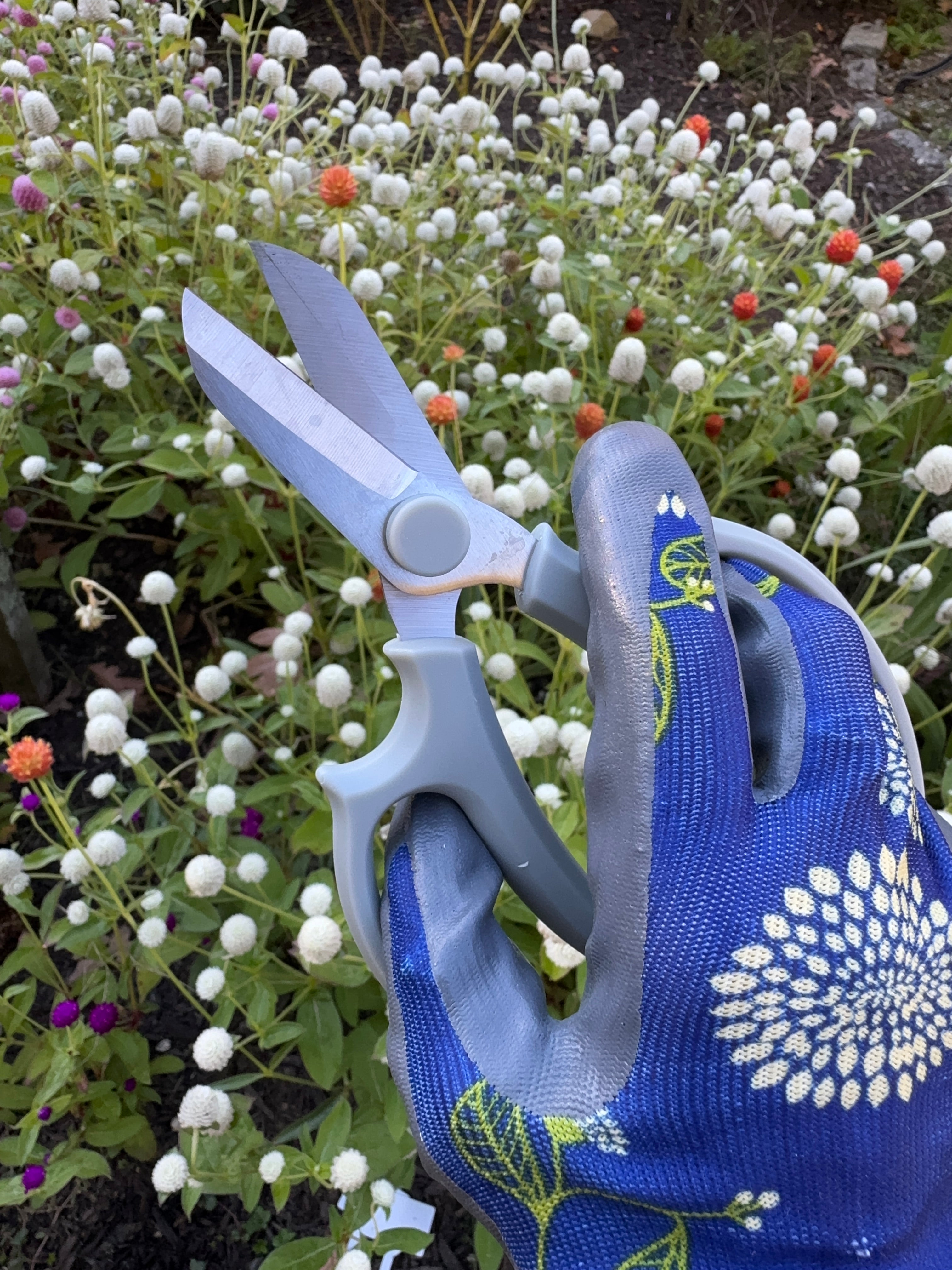 Morning Glory & Moon Flower All-in-One Garden Gift Kit – Seeds, Gloves & Scissors