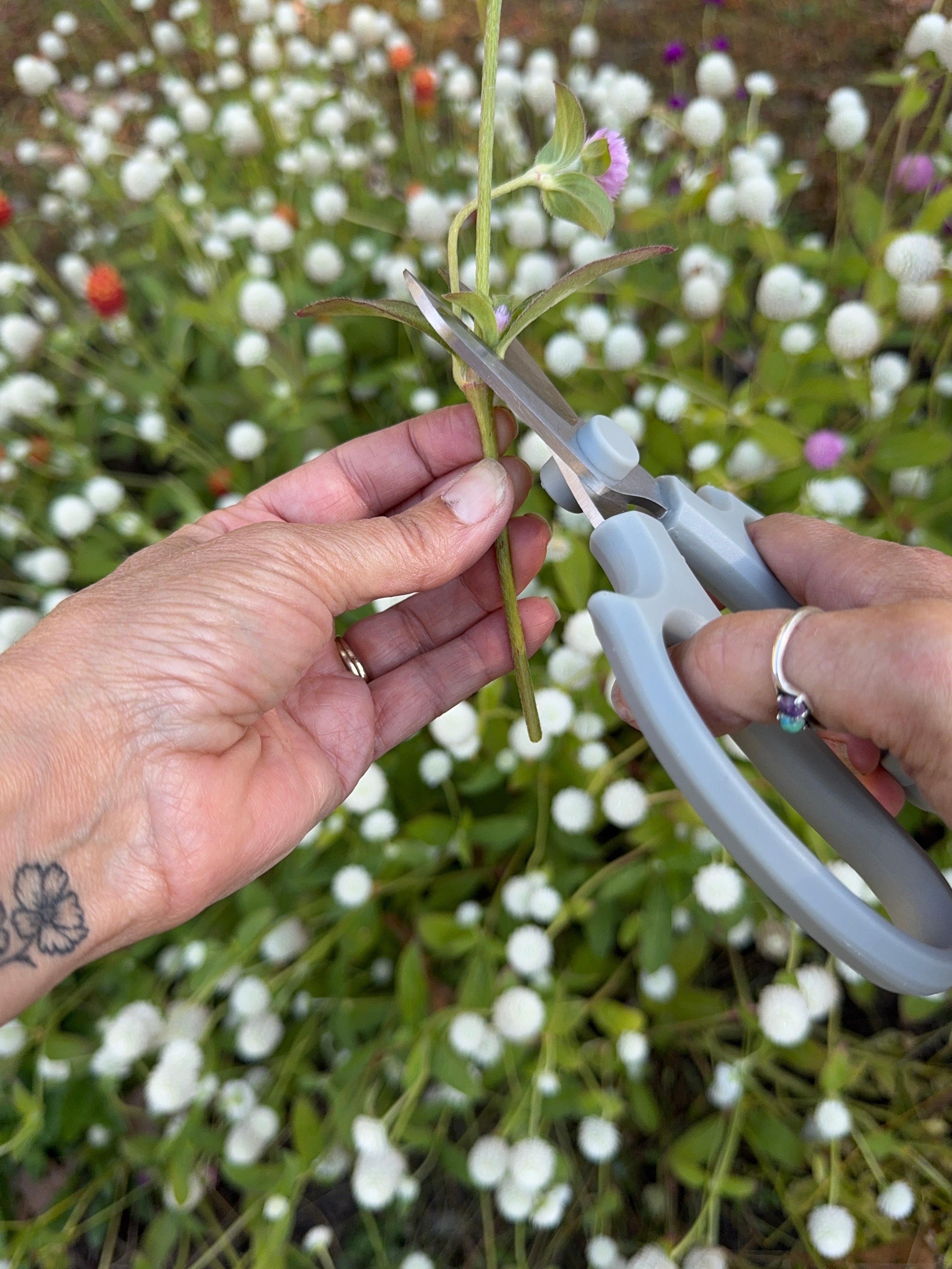 Floral Shears – Garden Pruning Scissors, Steel Trimming Shears for Flowers & Herbs