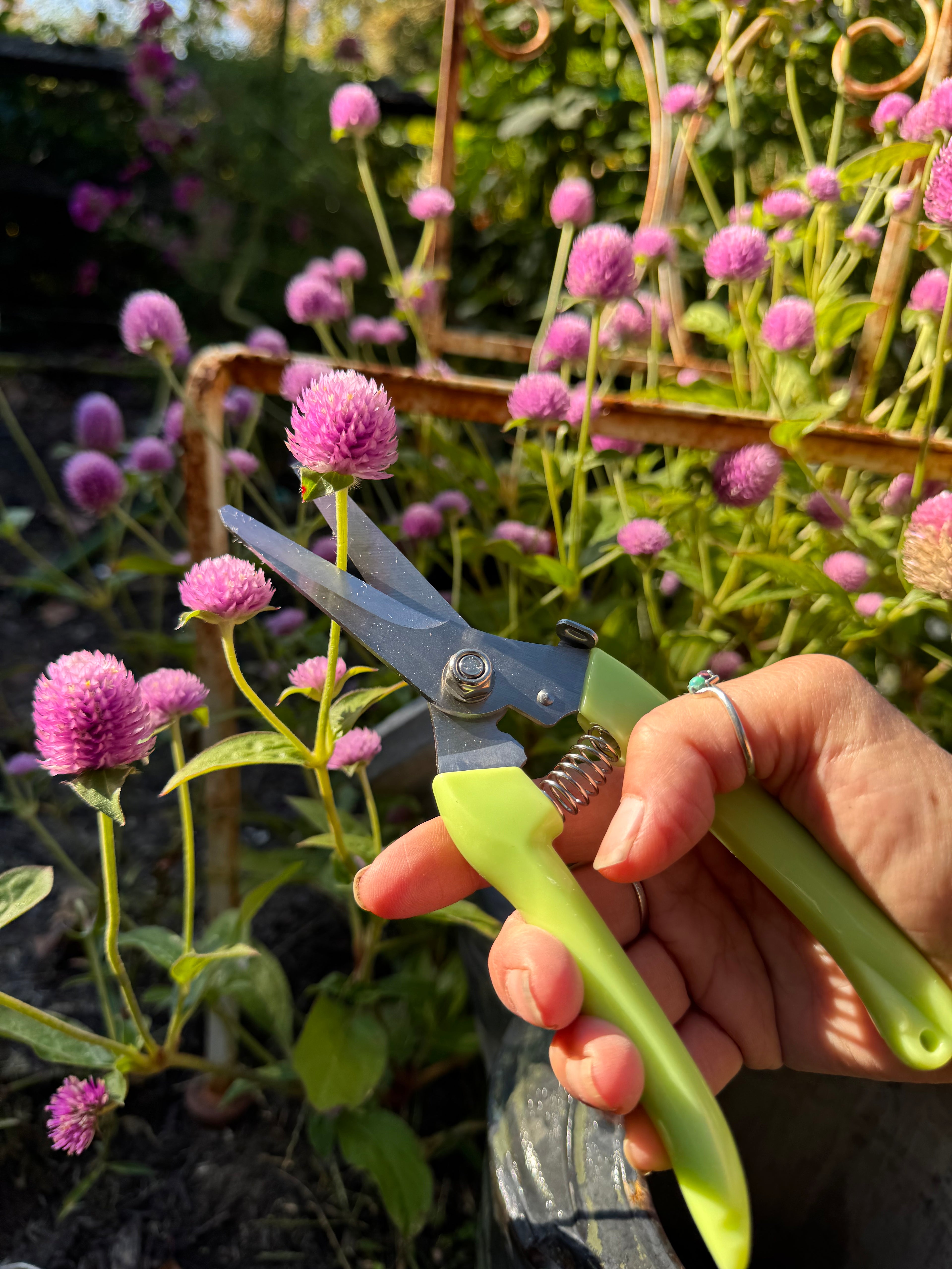 Herb Growing Kit – Seeds, Gloves, and Garden Shears