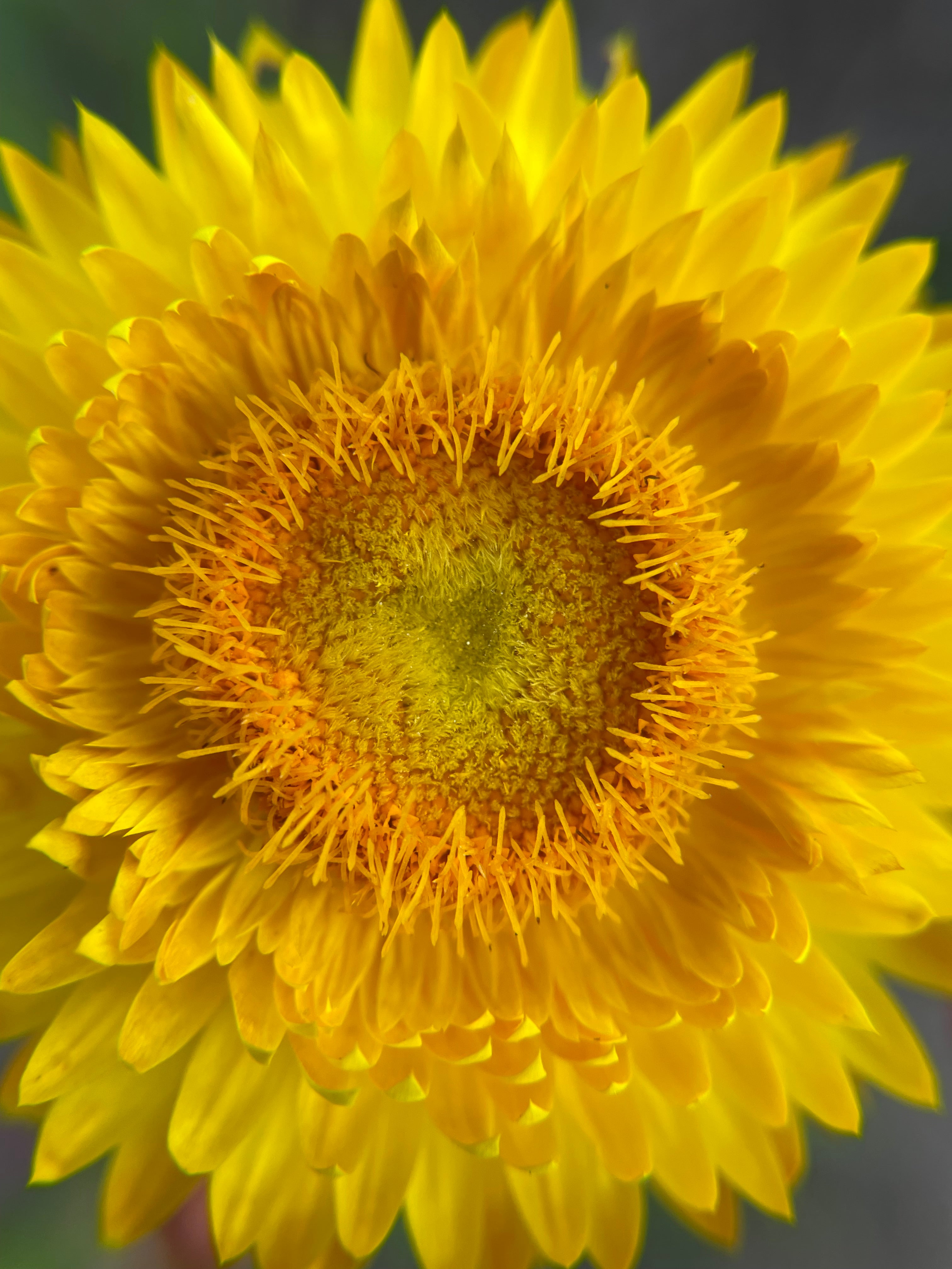 Strawflowers – Everlasting Mix (100 Seeds) Orange and Yellow mix