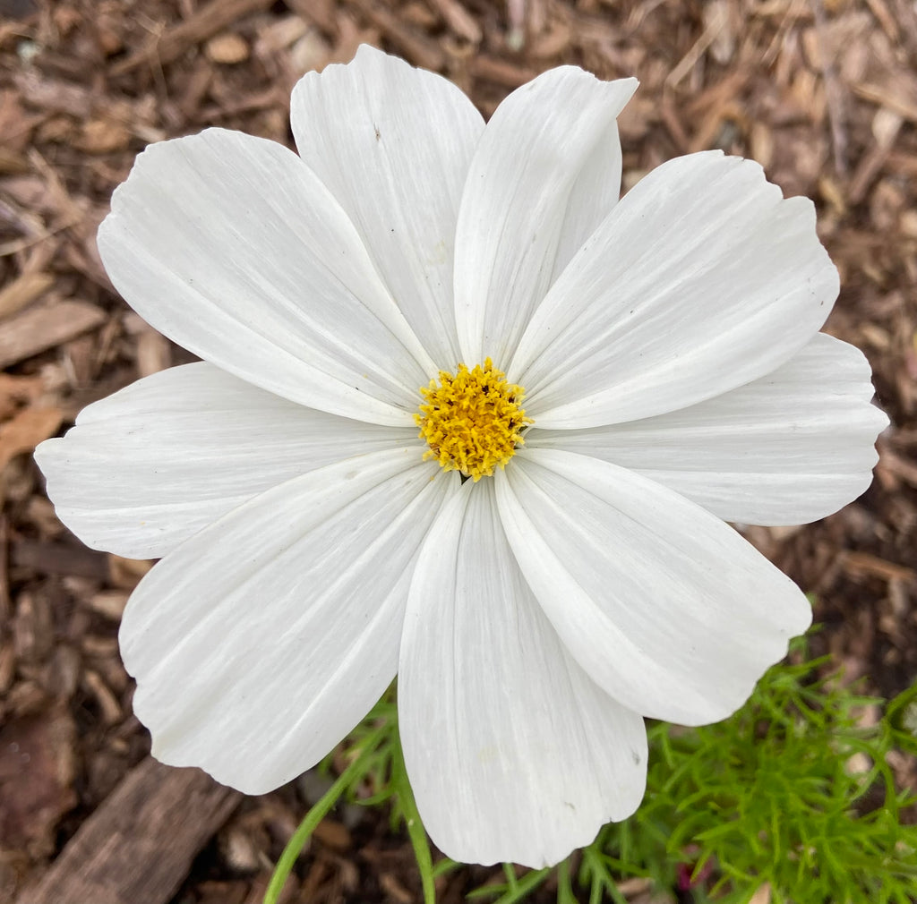 Moon Garden Seed Mix – White Cosmos, Four O’Clocks & Moonflower Seeds
