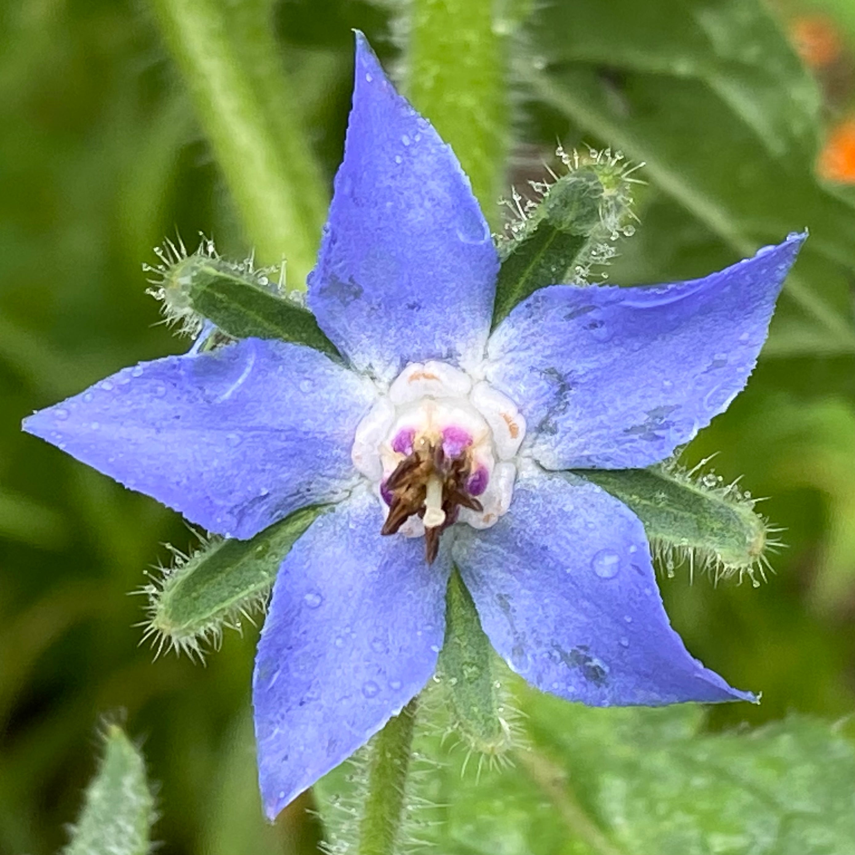 bee garden seed mix Bee Garden Seed Mix – Phacelia, Borage & Calendula Seeds – Gigi's Garden Gifts