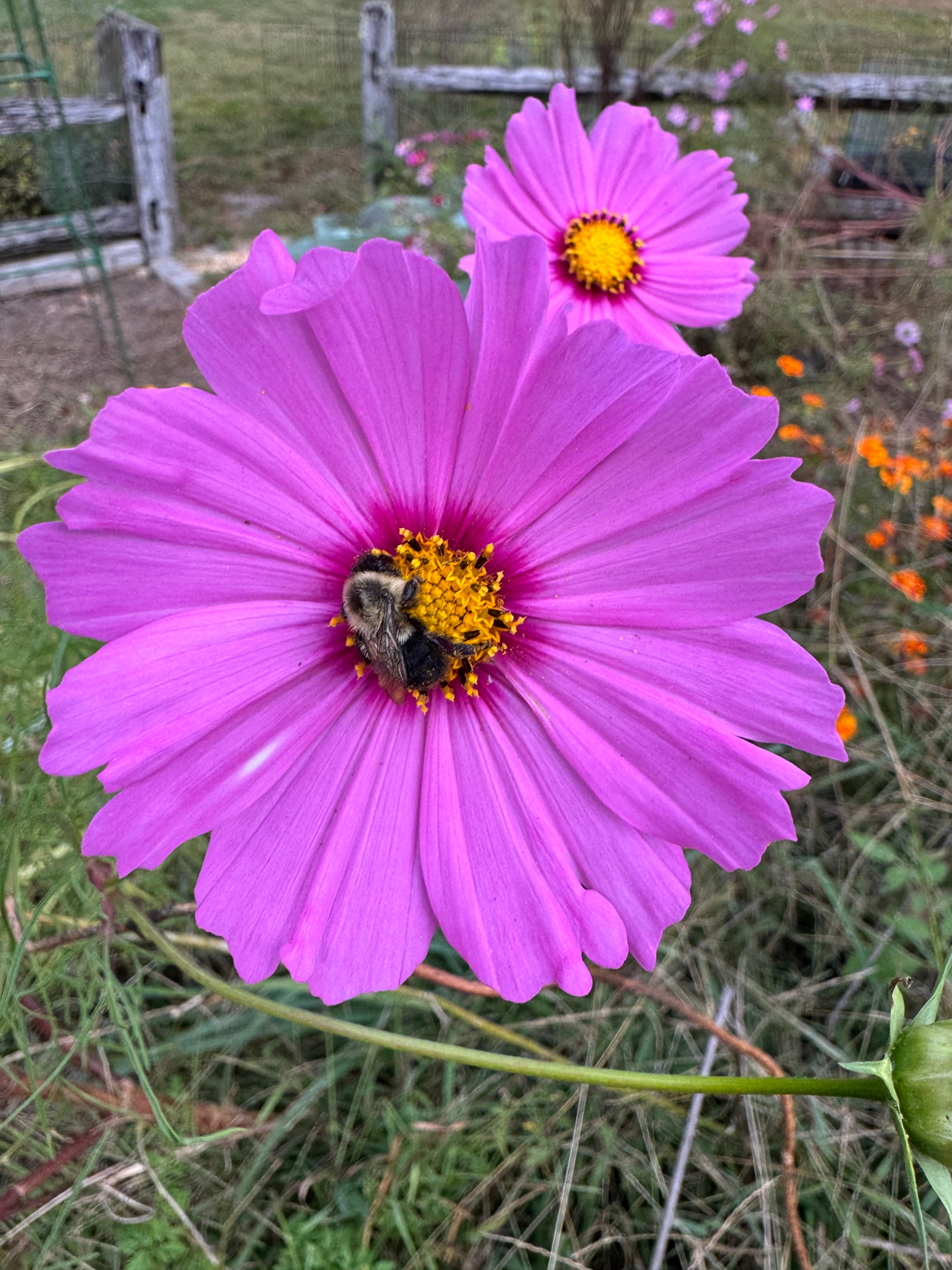 Cosmos — Pink Shades 50 Seed