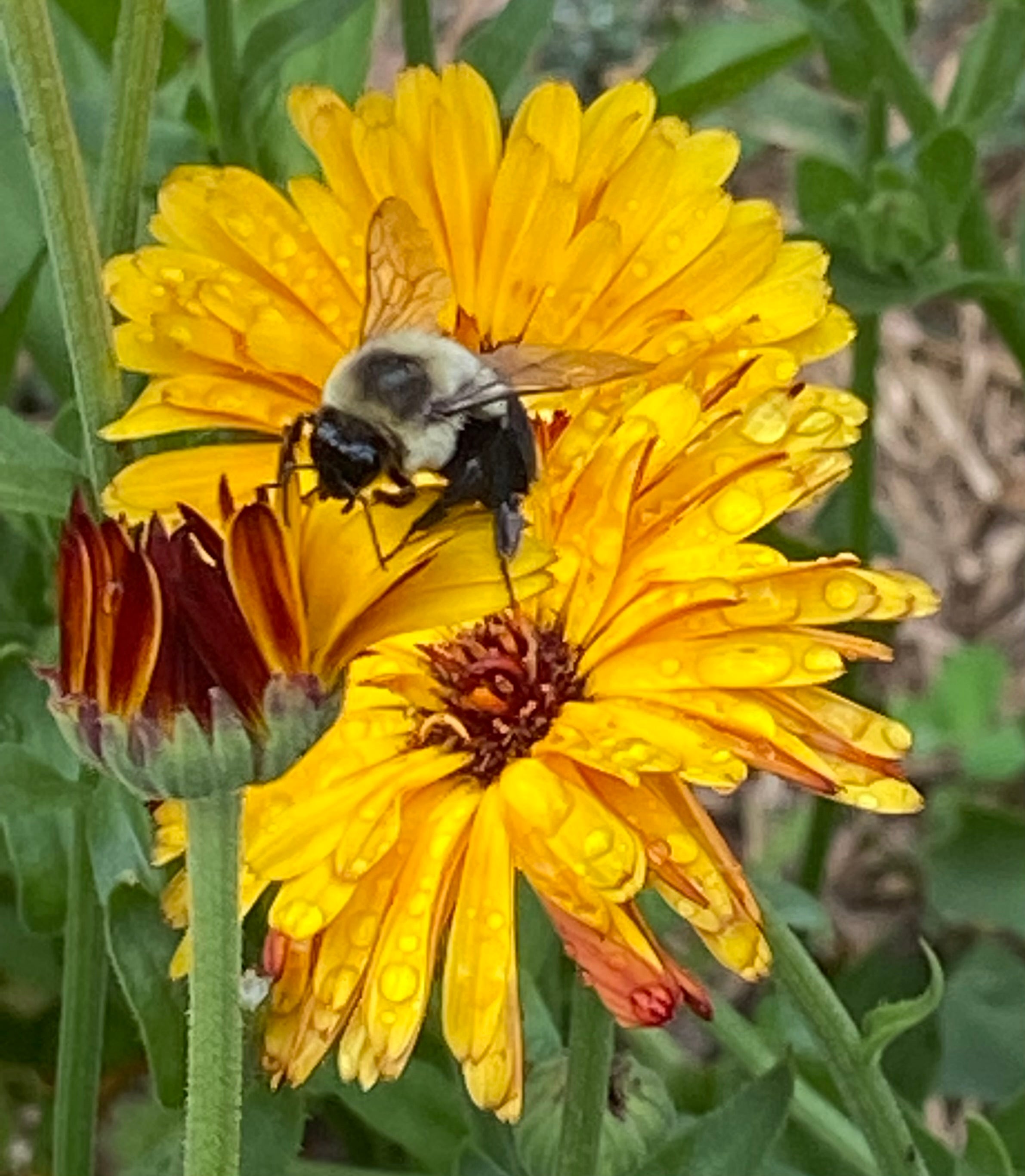 seeds for bee garden Bee Garden Seed Mix – Phacelia, Borage & Calendula Seeds – Gigi's Garden Gifts