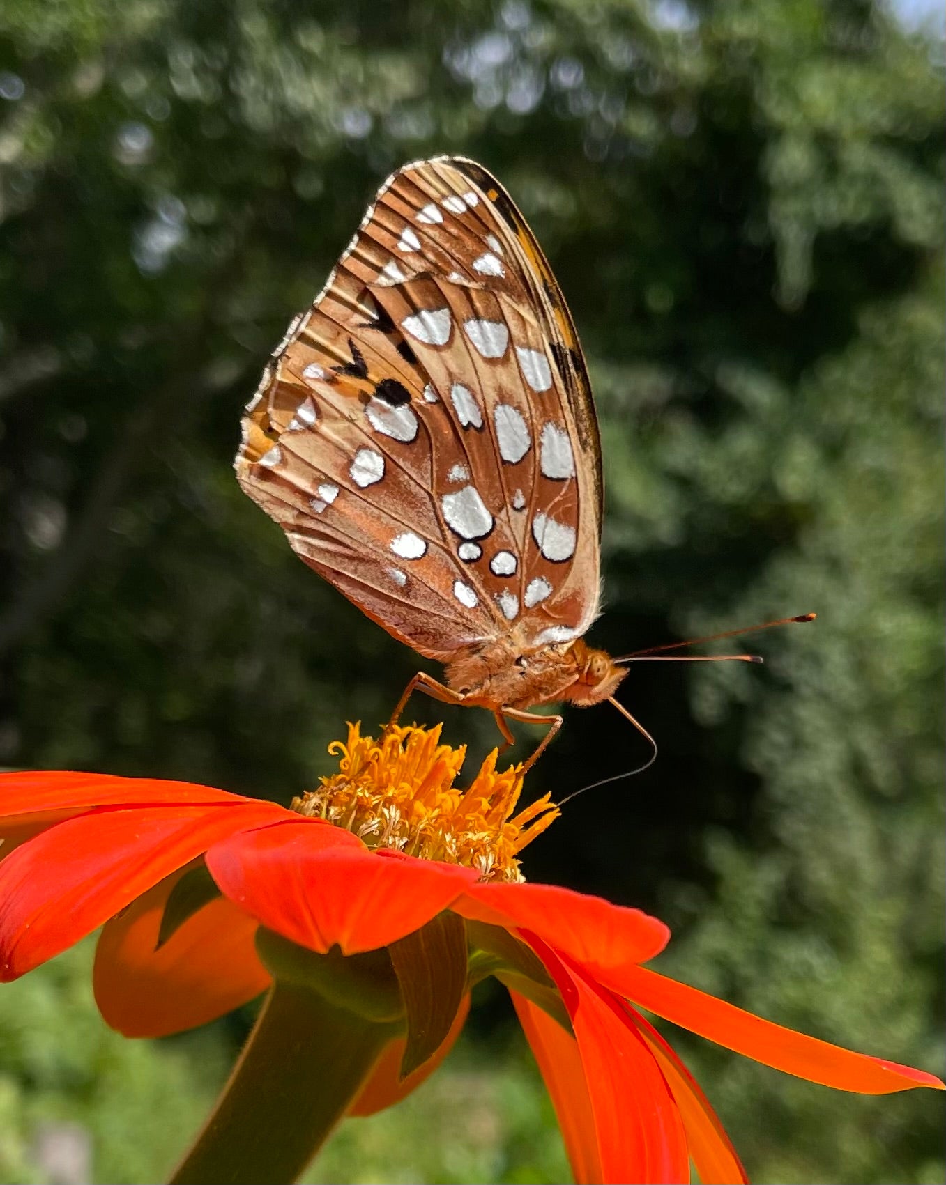 Mexican Sunflower (Tithonia) Seeds – Pollinator & Butterfly Garden Flower