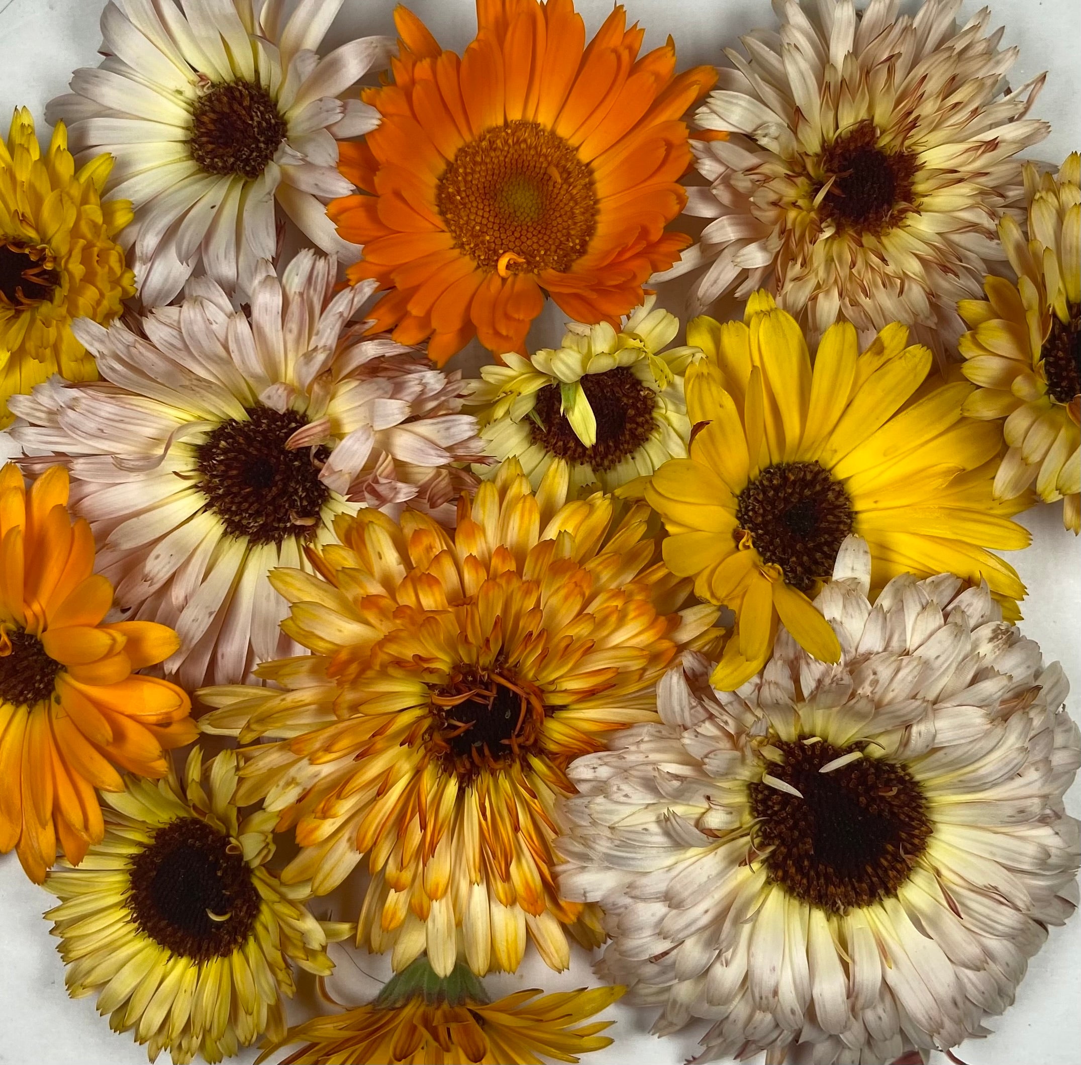 Edible Flower Seeds Mix – Nasturtium, Cornflower, Calendula – Culinary Flower Garden