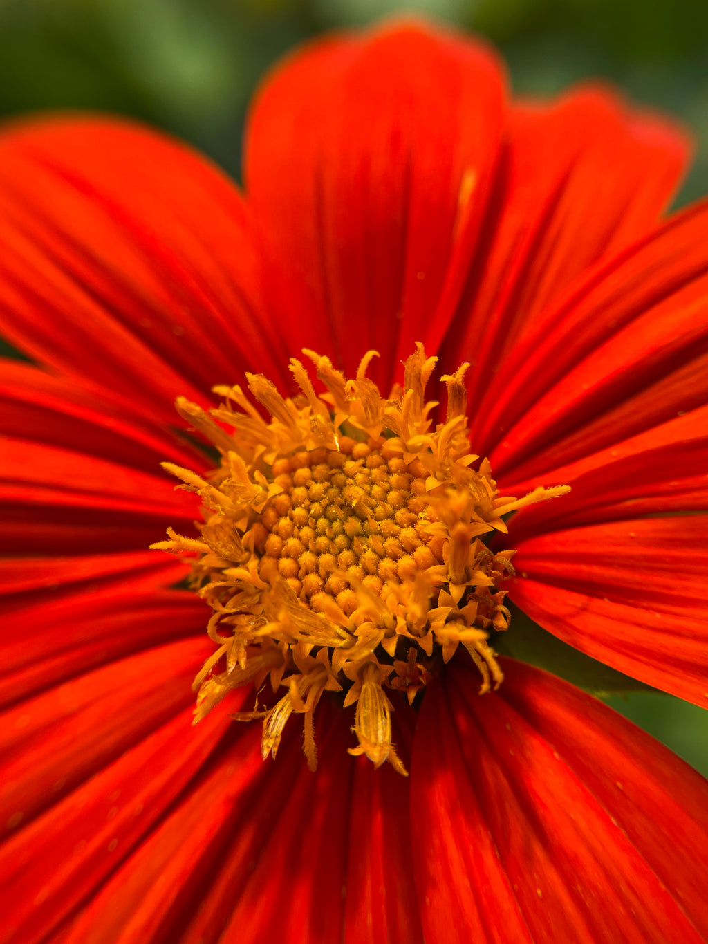 Mexican Sunflower (Tithonia) Seeds – Pollinator & Butterfly Garden Flower