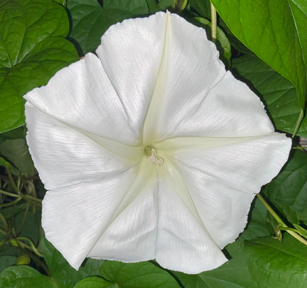 Moon Garden Seed Mix – White Cosmos, Four O’Clocks & Moonflower Seeds