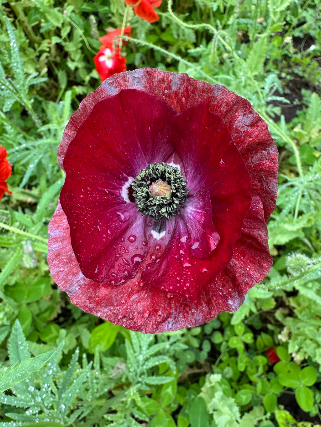 Mixed Poppy Seeds — Random Variety Blend