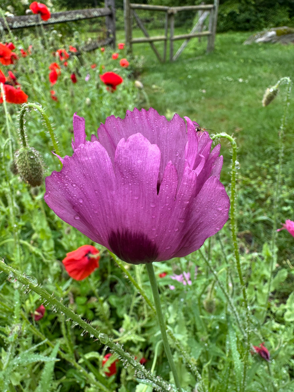 Mixed Poppy Seeds — Random Variety Blend